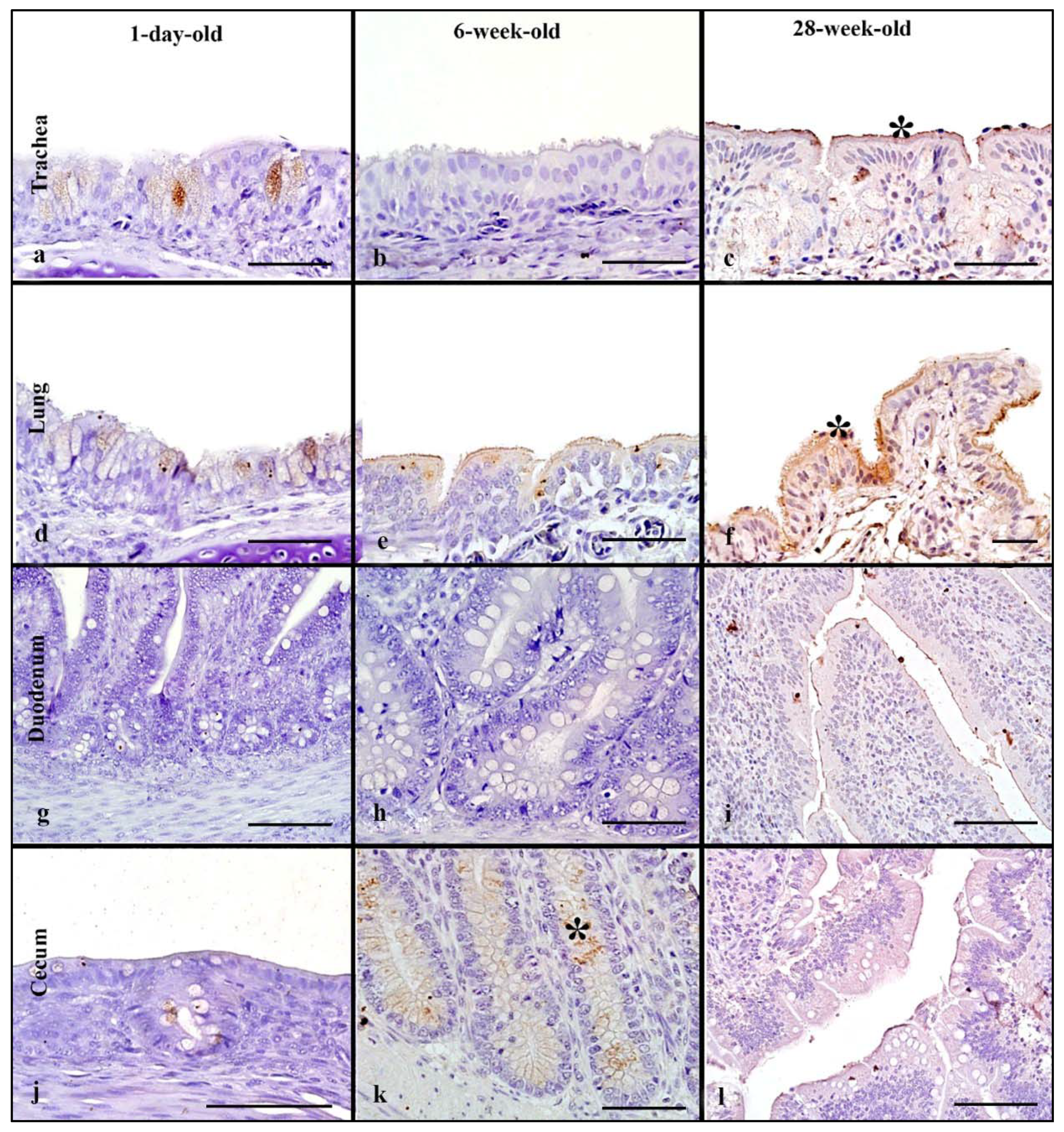 Animals 11 02223 g009