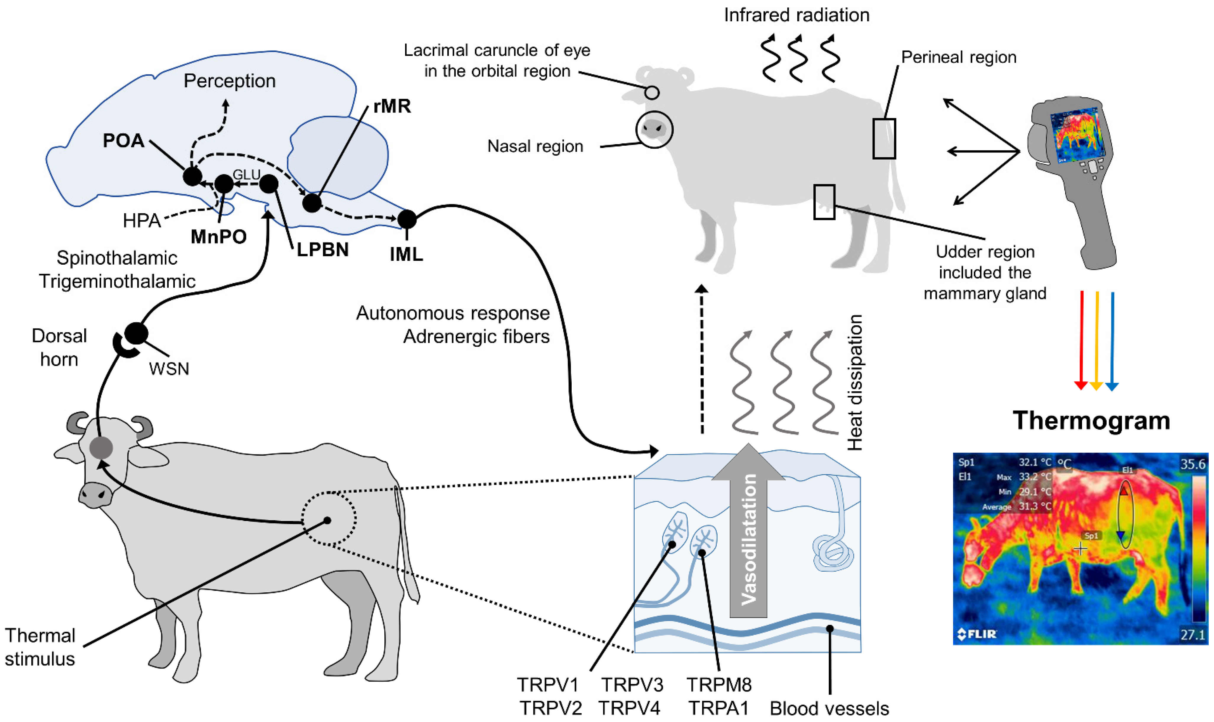 Animals 11 02247 g001