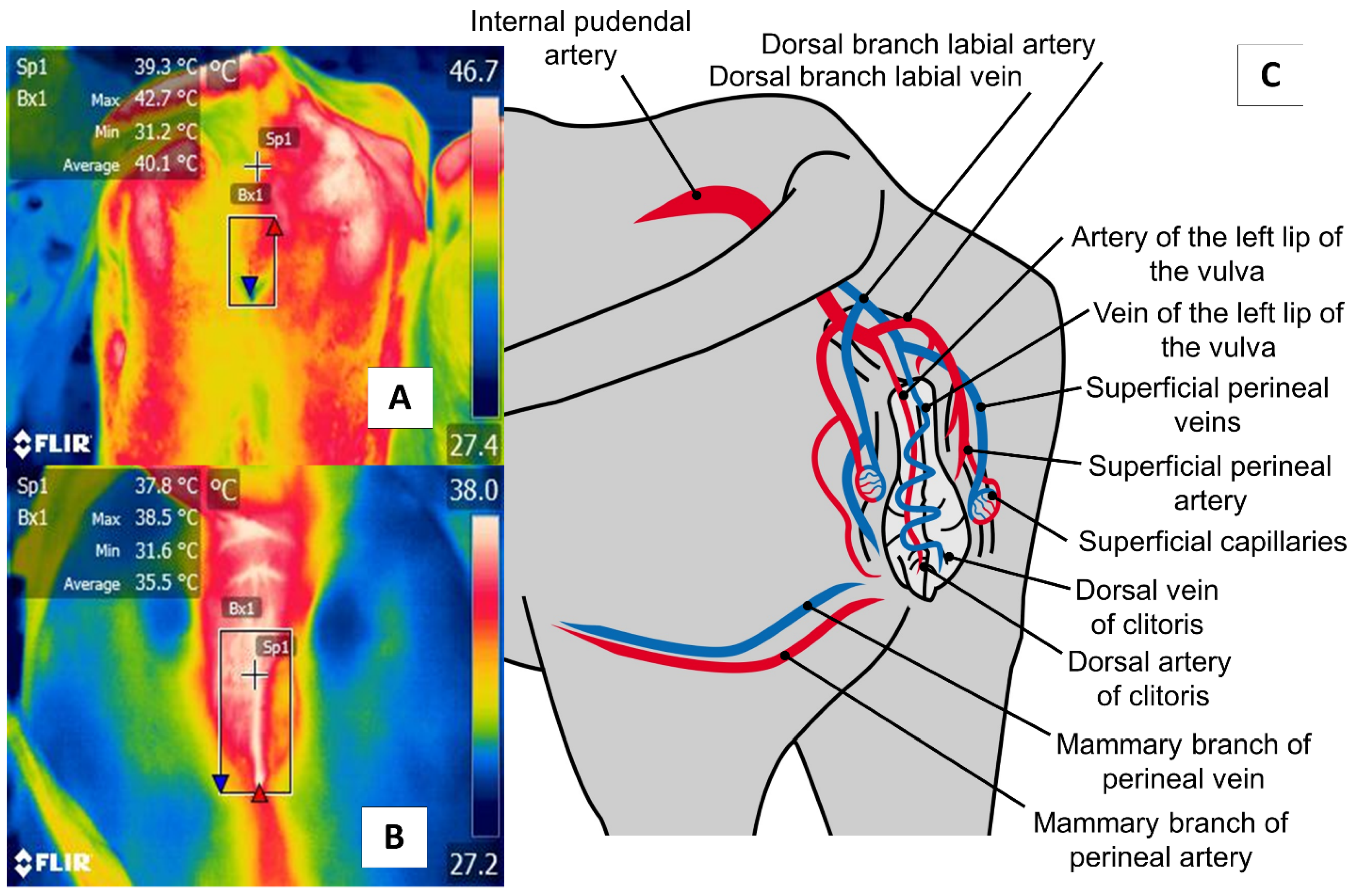 Animals 11 02247 g007