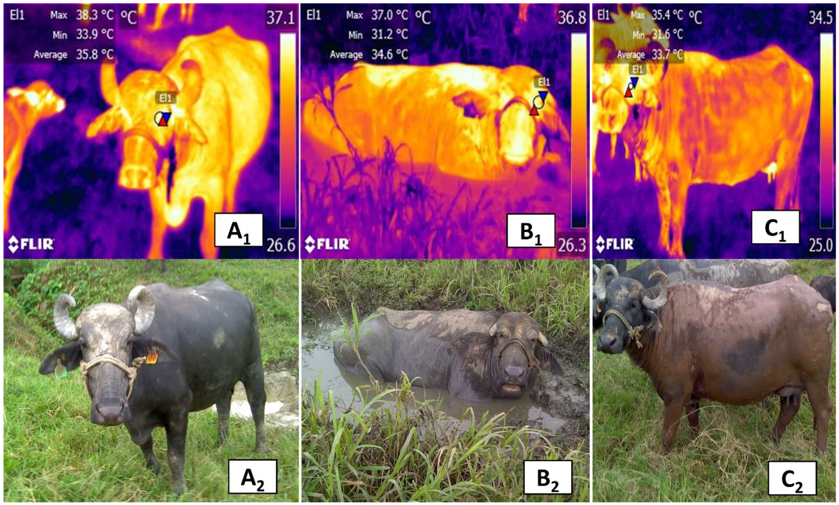 Animals 11 02247 g010