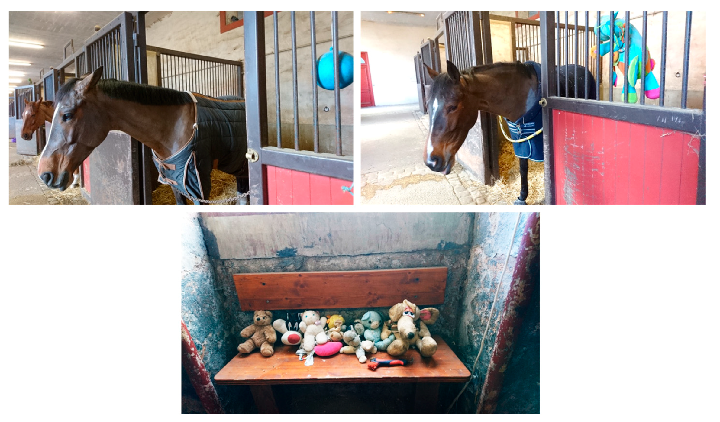 Animals 11 02249 g002