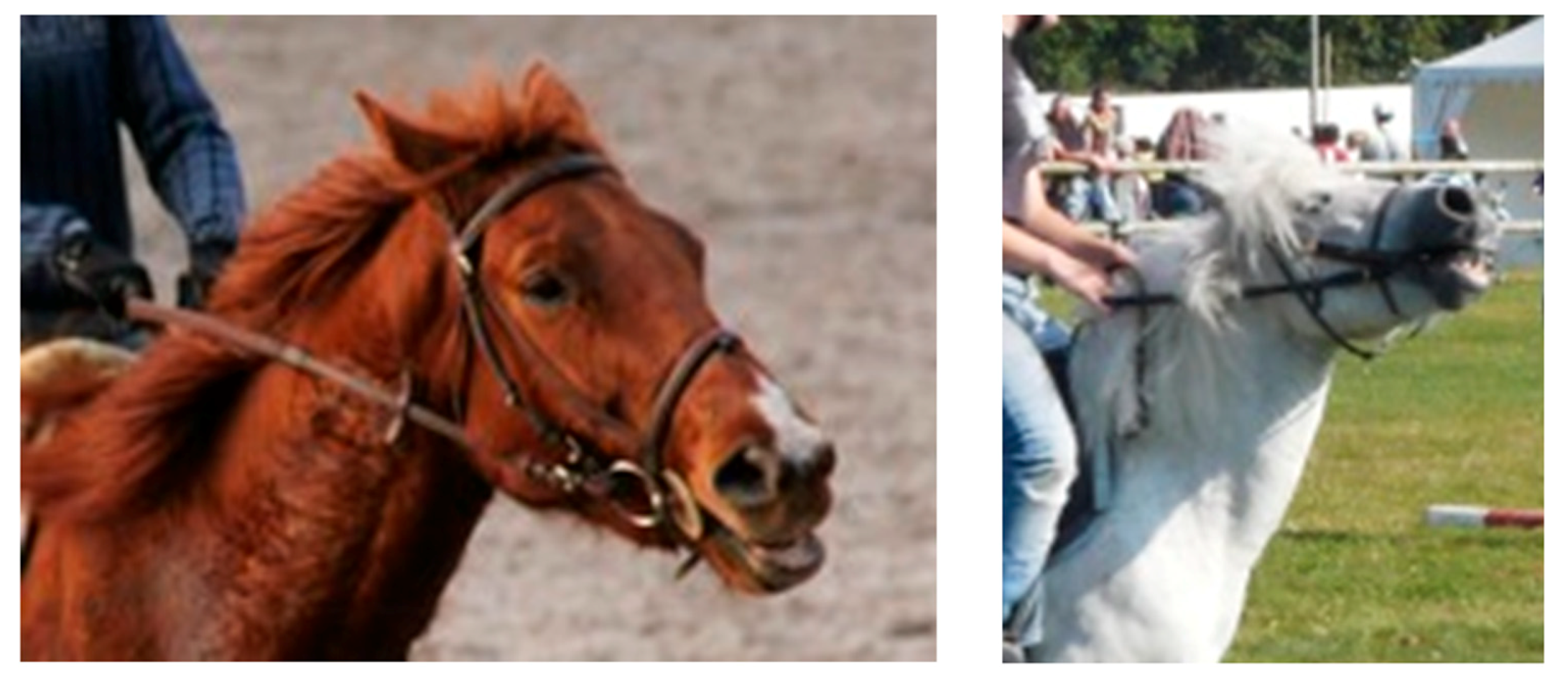 Animals 11 02249 g003