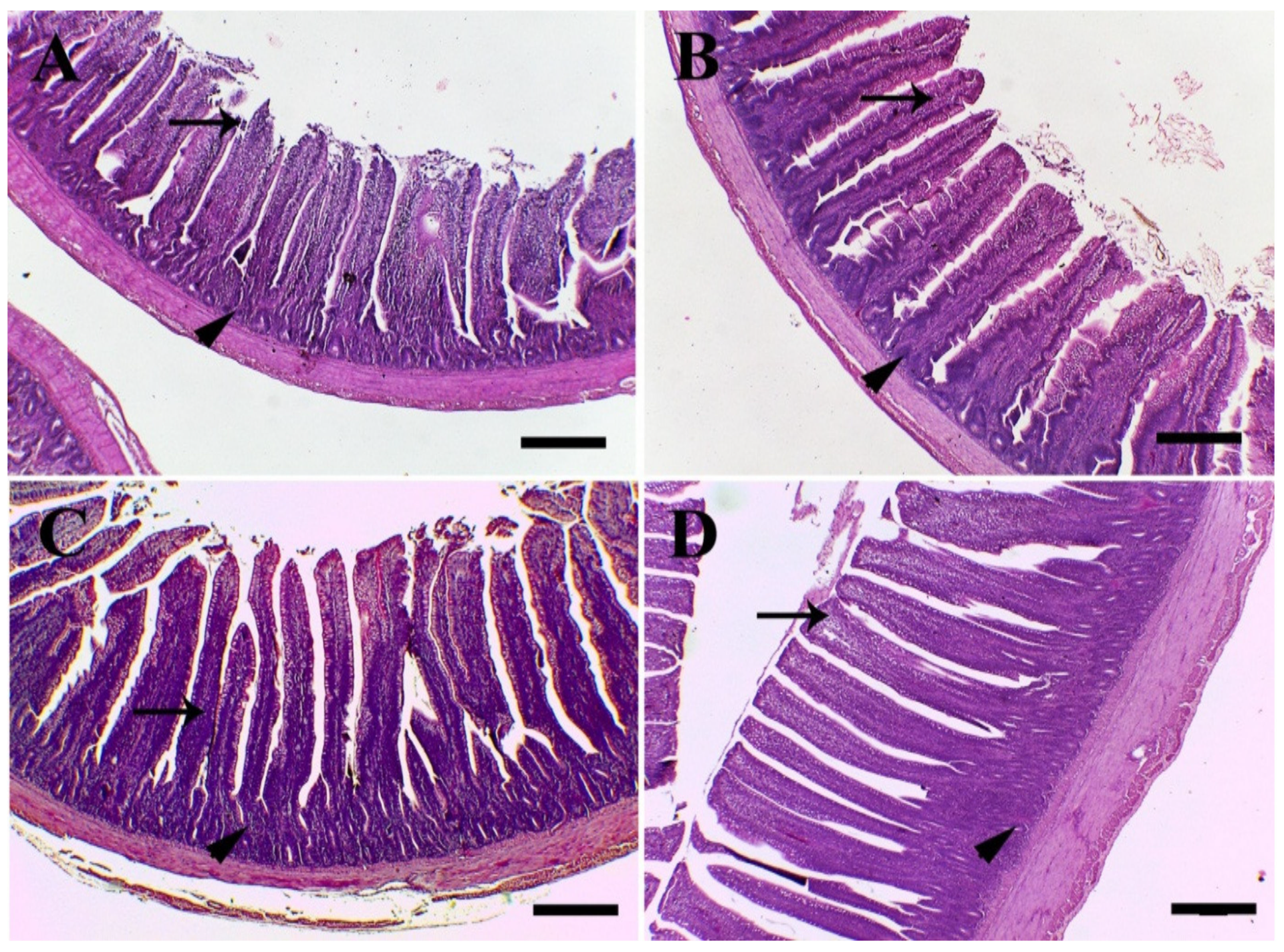 Animals 11 02302 g004a