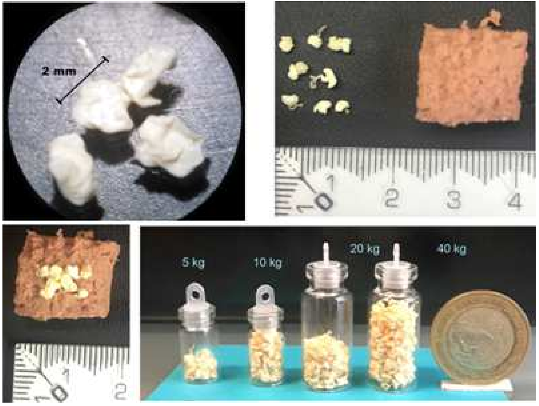 Animals 11 02312 g001