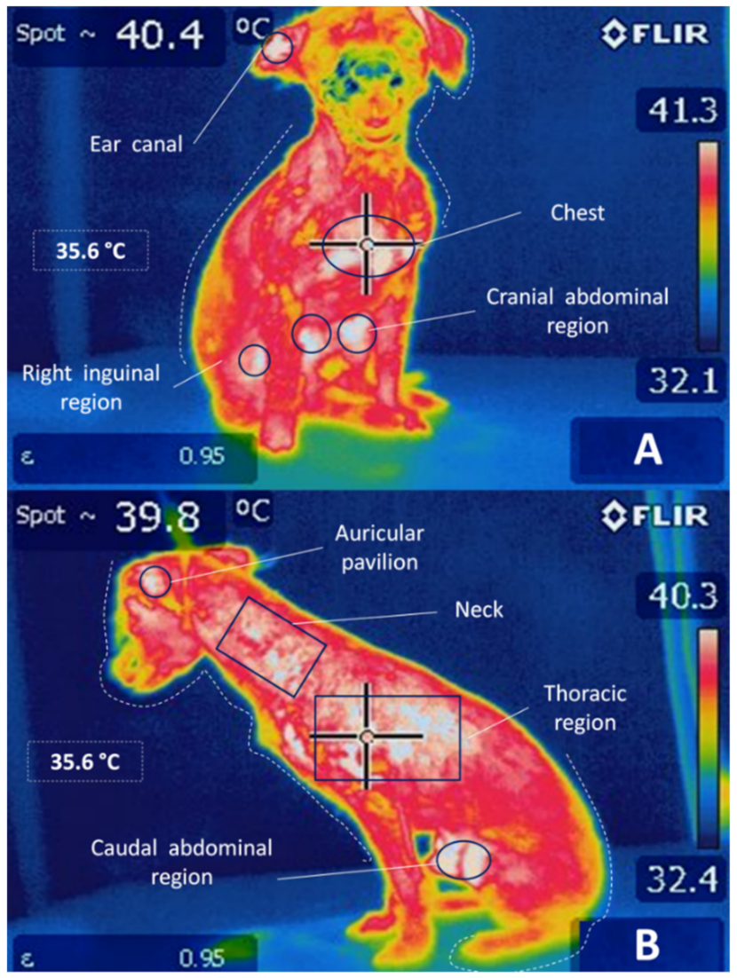 Animals 11 02316 g004