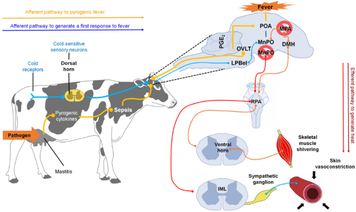 Animals 11 02316 g006