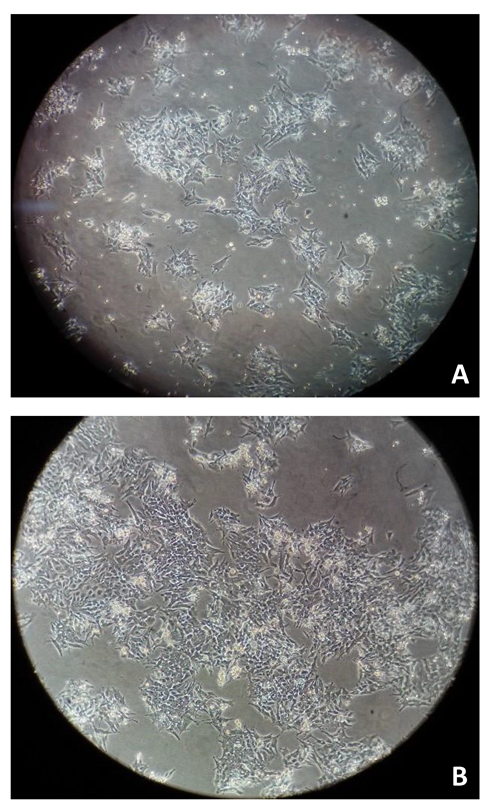 Animals 11 02321 g001