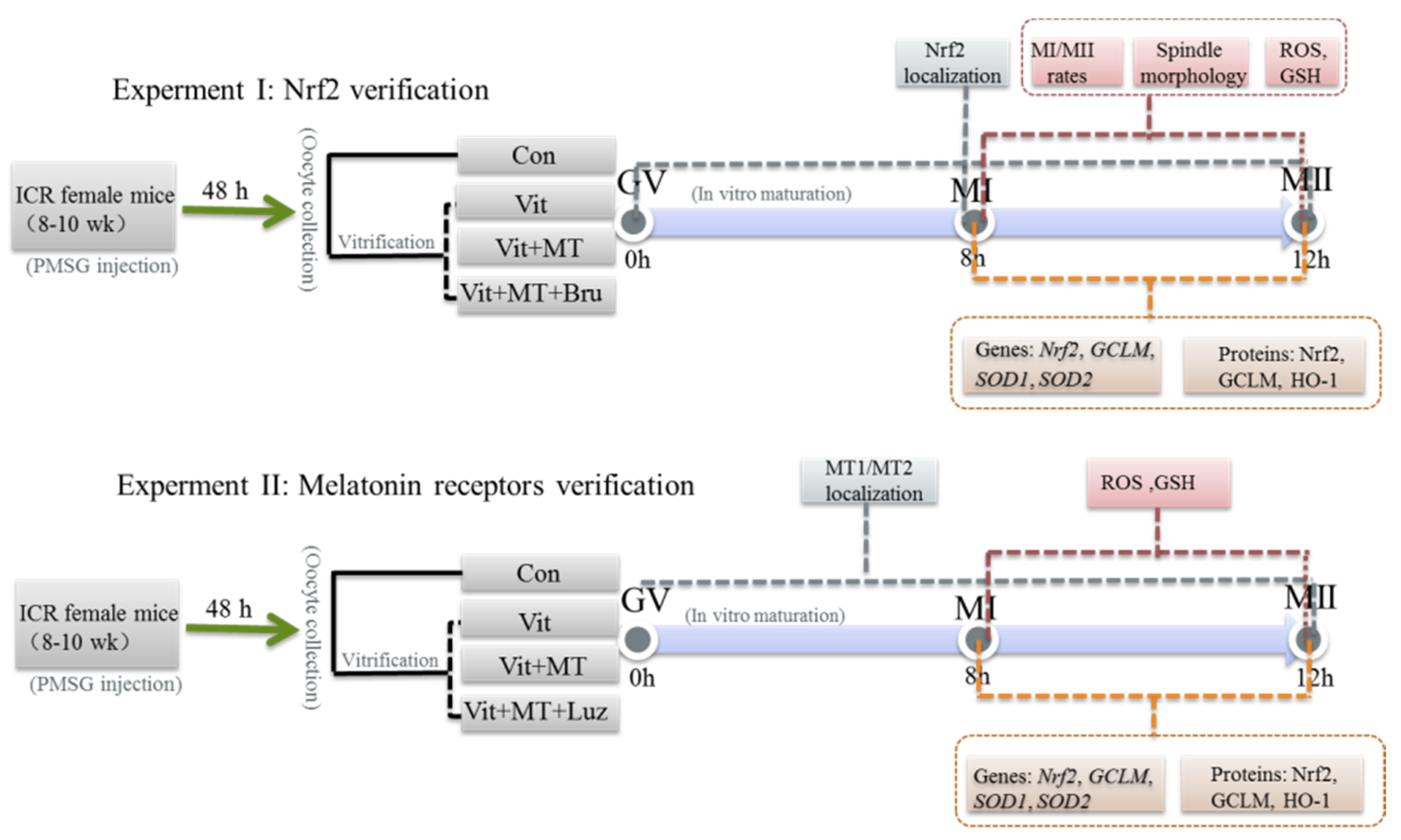 Animals 11 02324 g001