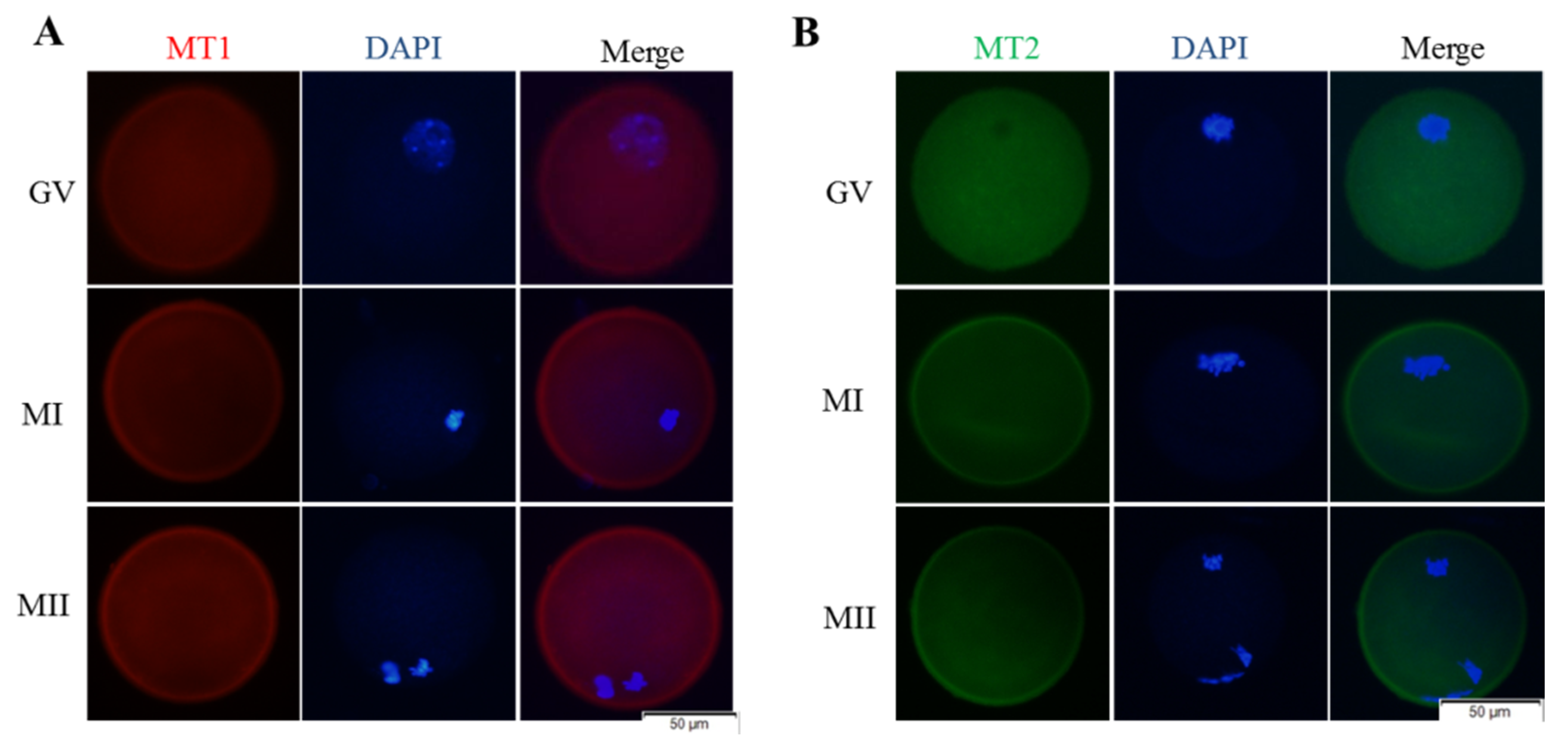 Animals 11 02324 g004