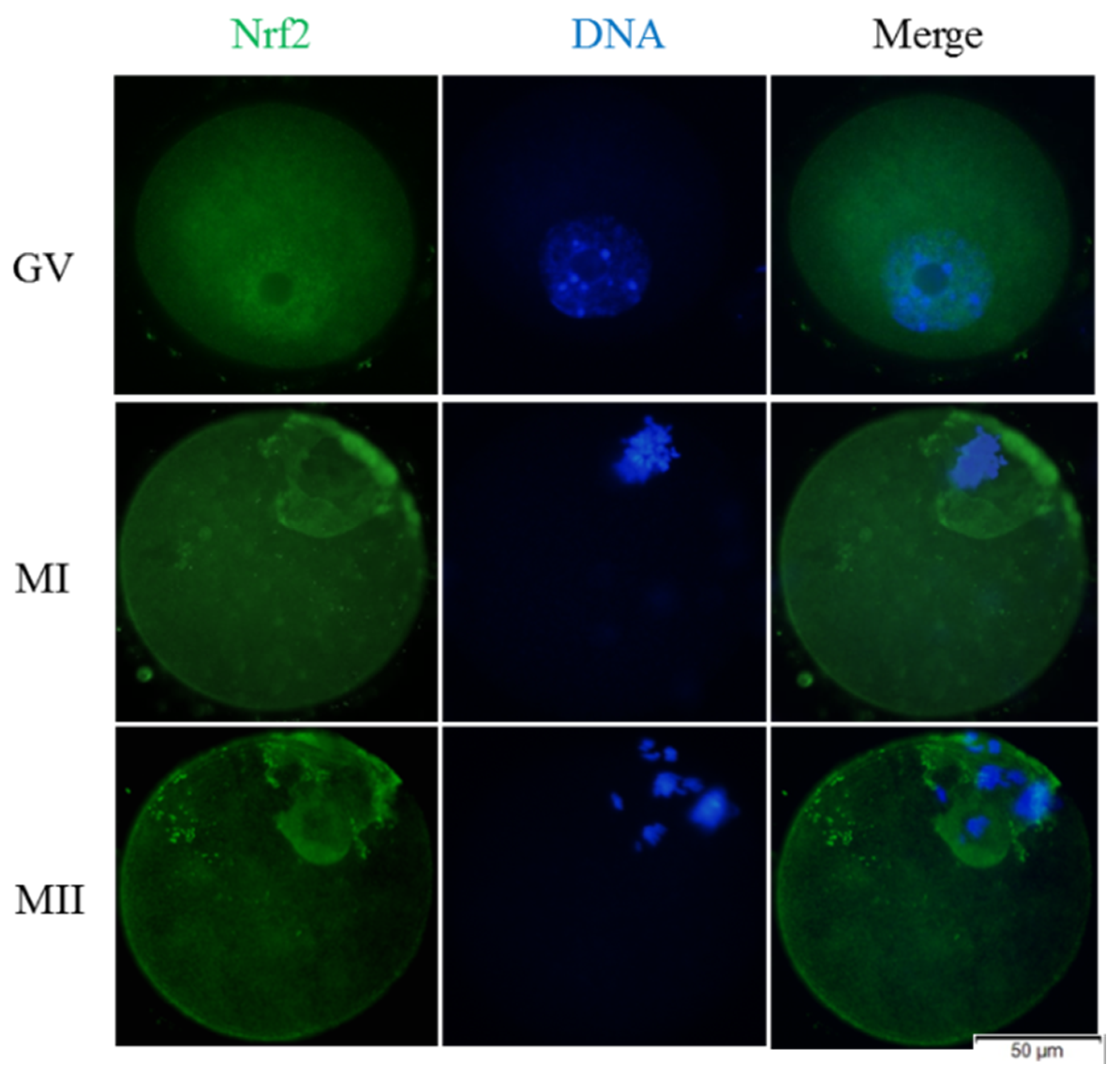 Animals 11 02324 g007
