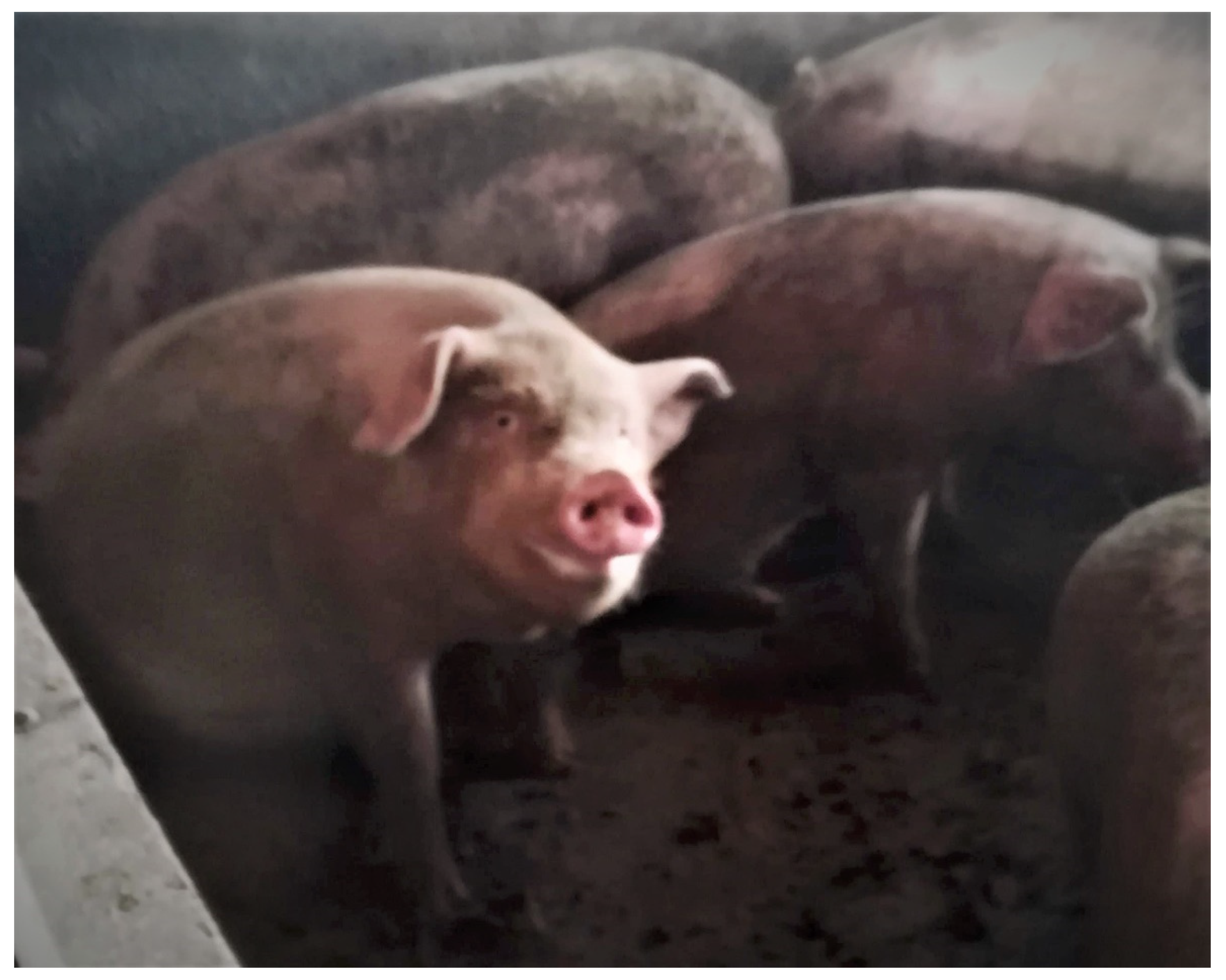 Animals 11 02338 g004