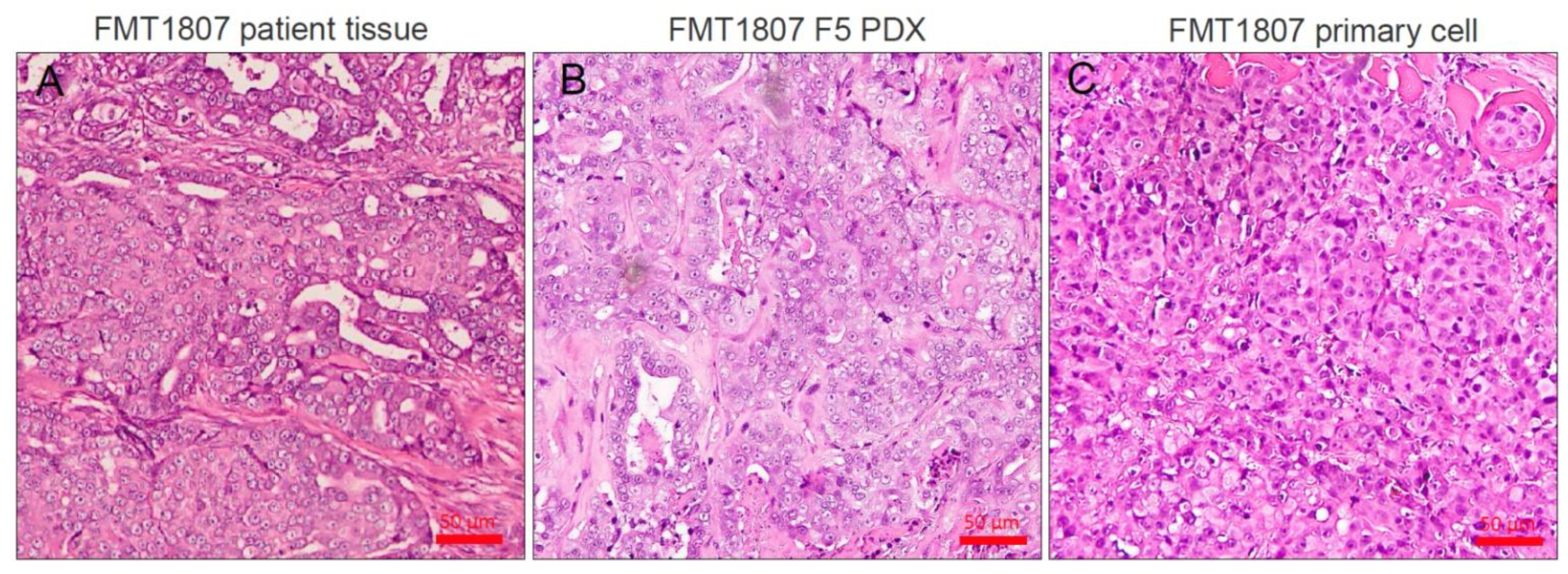 Animals 11 02380 g001