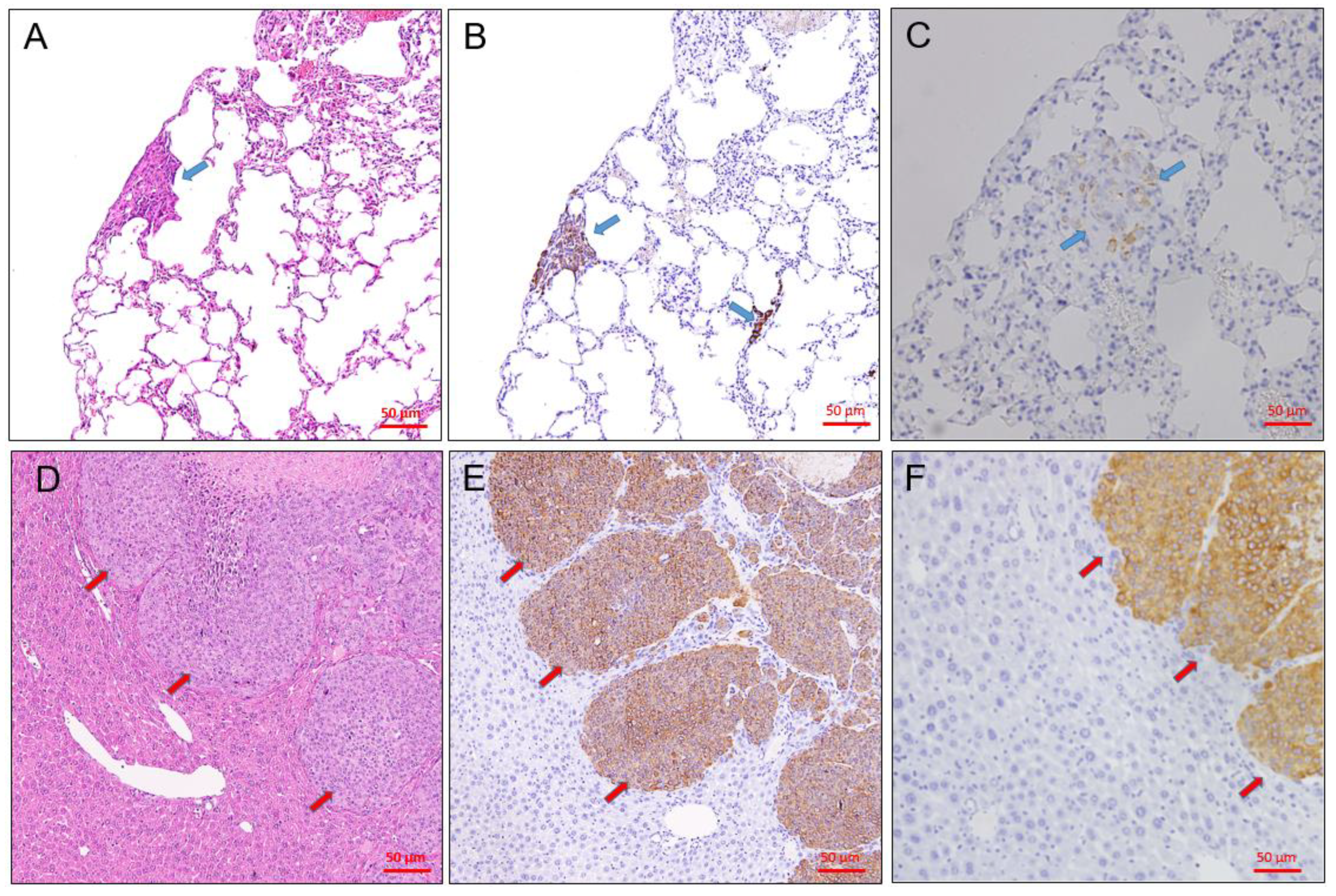 Animals 11 02380 g005