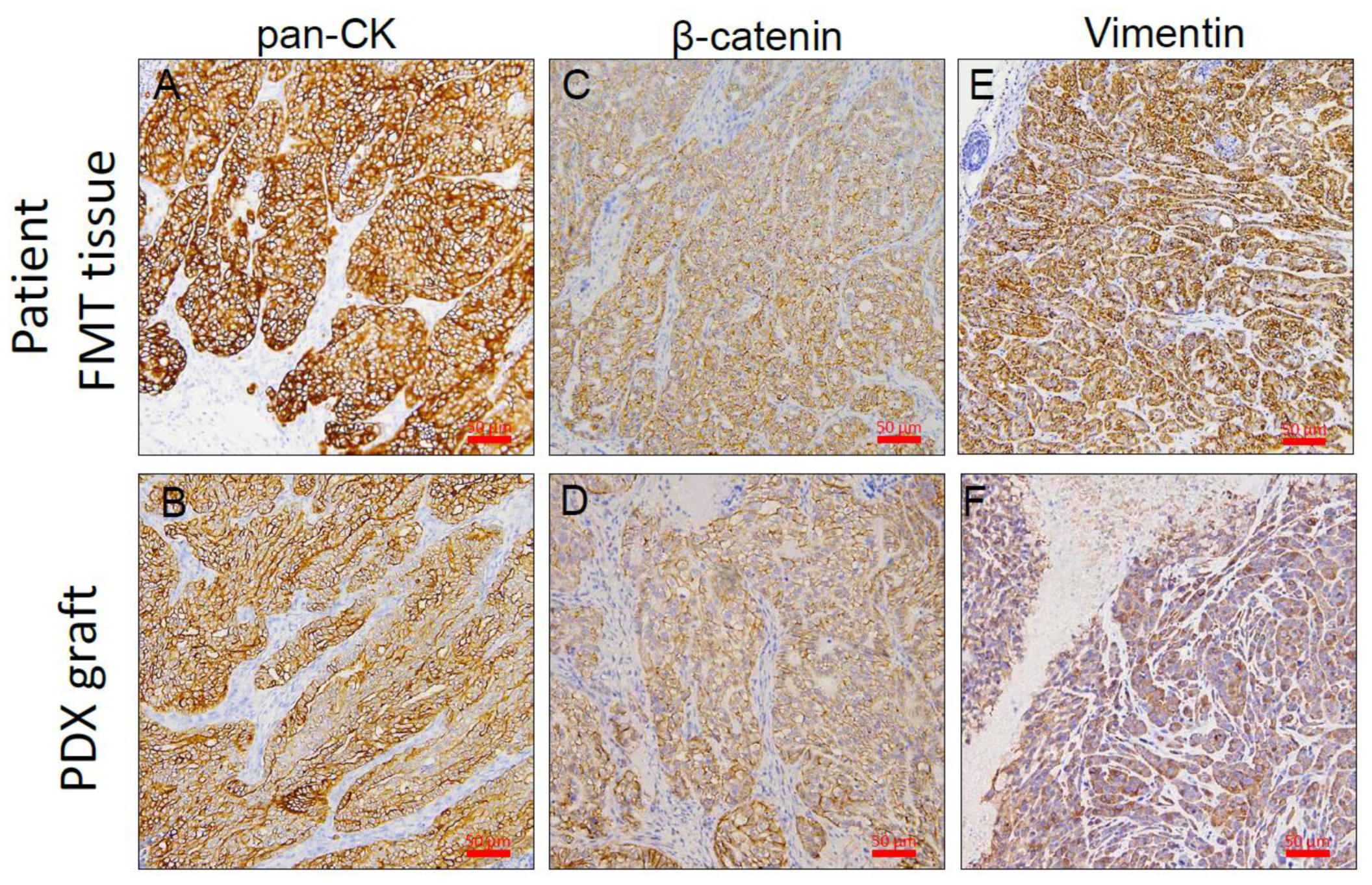 Animals 11 02380 g006