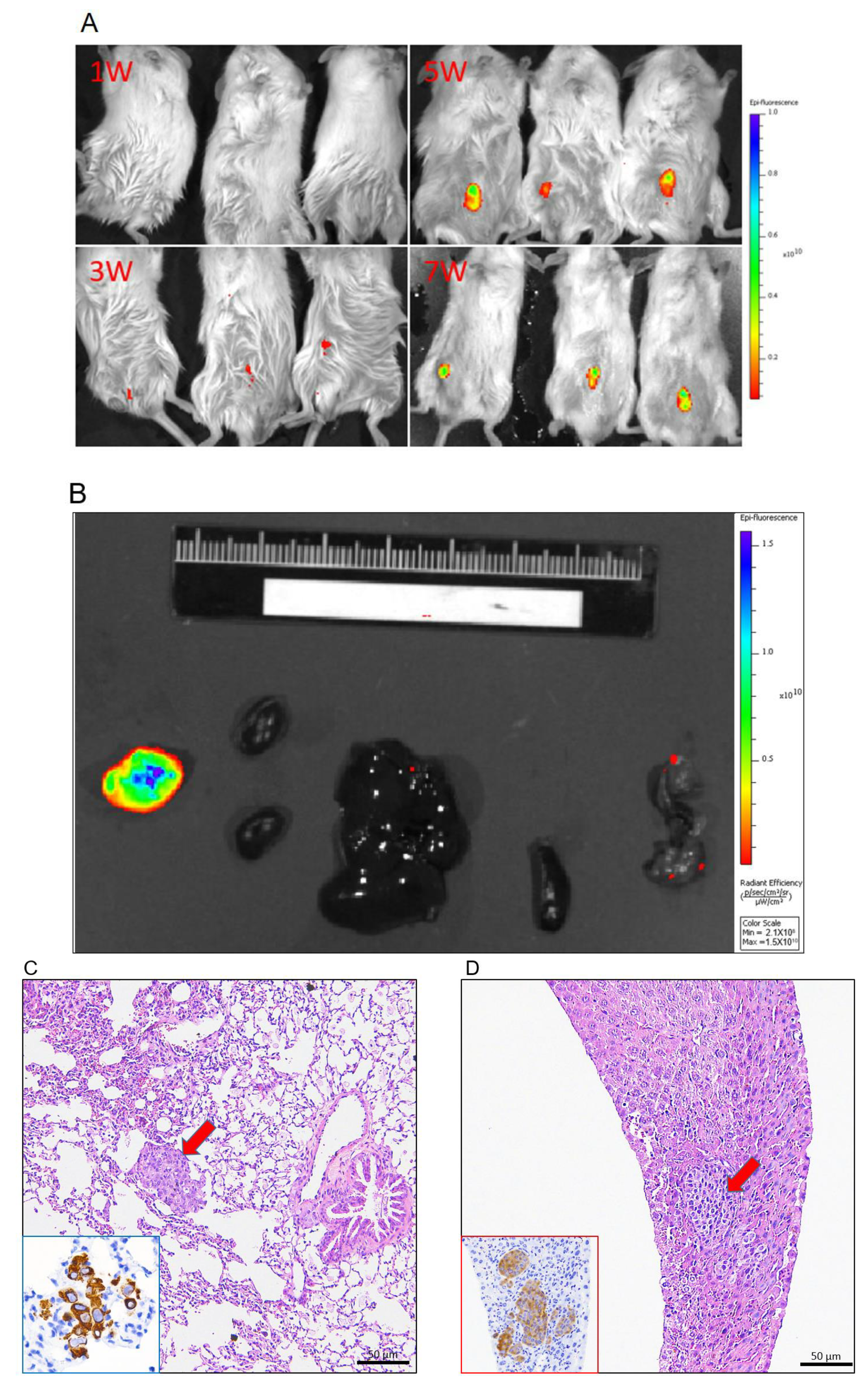 Animals 11 02380 g008