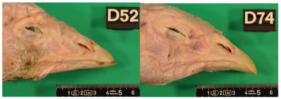 Animals 11 02395 g0a1 550