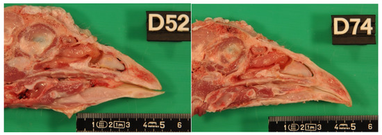 Animals 11 02395 g0a2 550