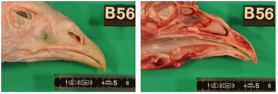 Animals 11 02395 g0a3 550