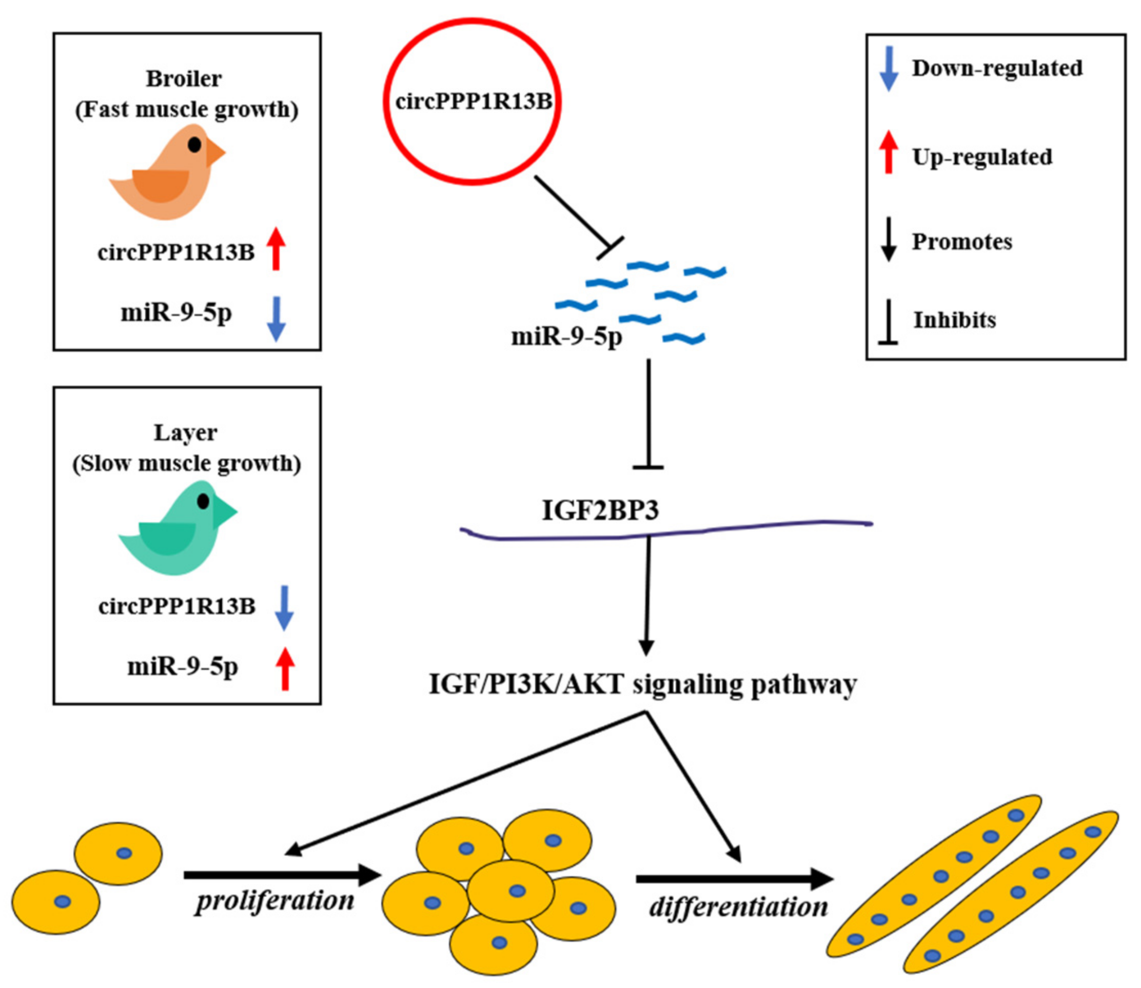 Animals 11 02396 g006