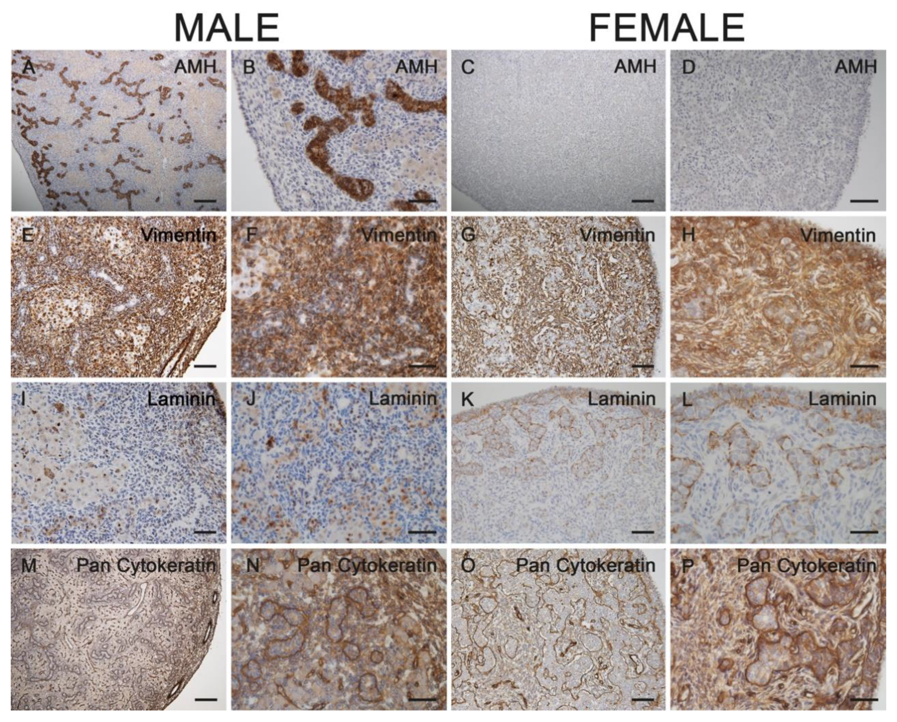 Animals 11 02422 g004