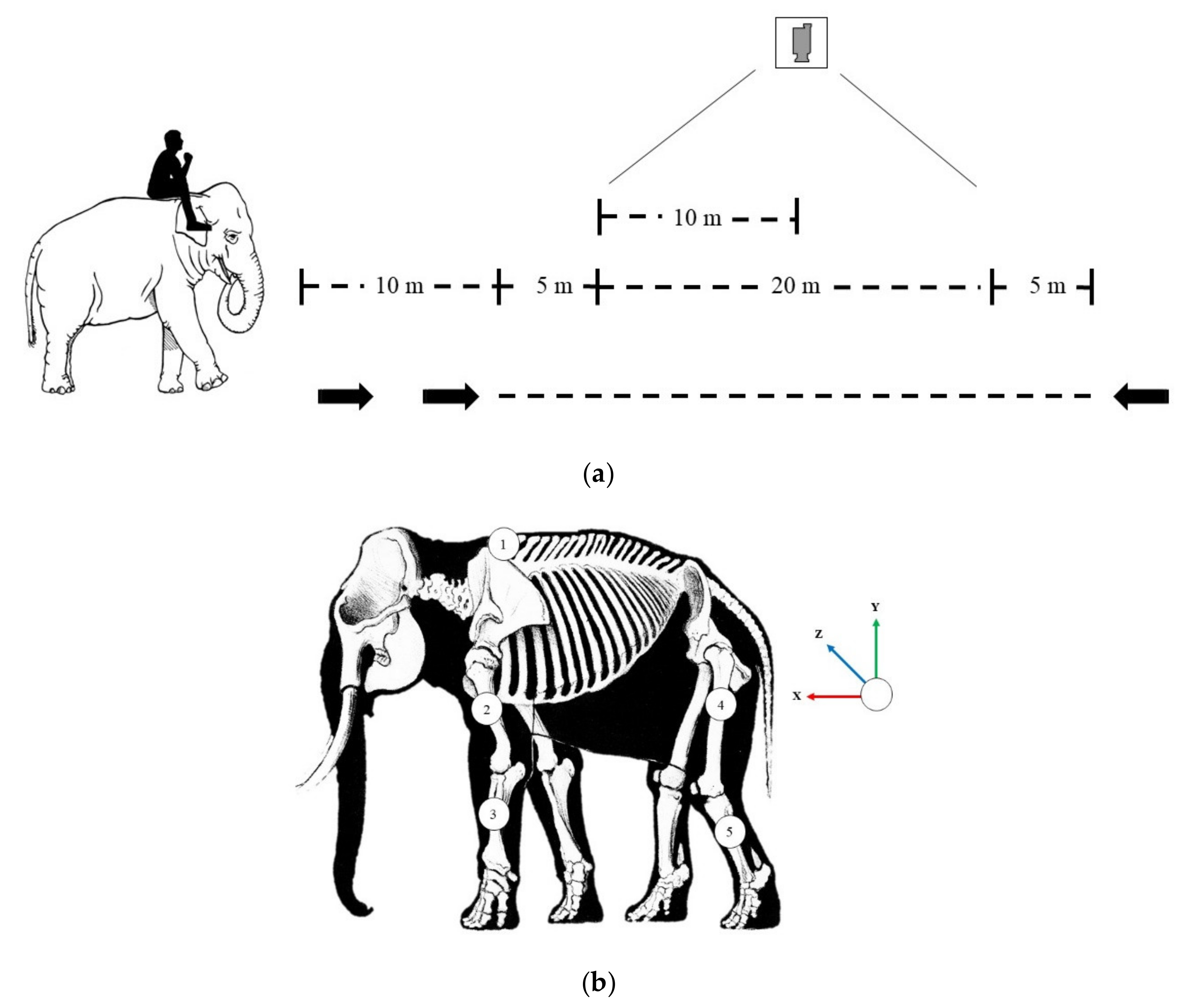 Animals 11 02423 g001