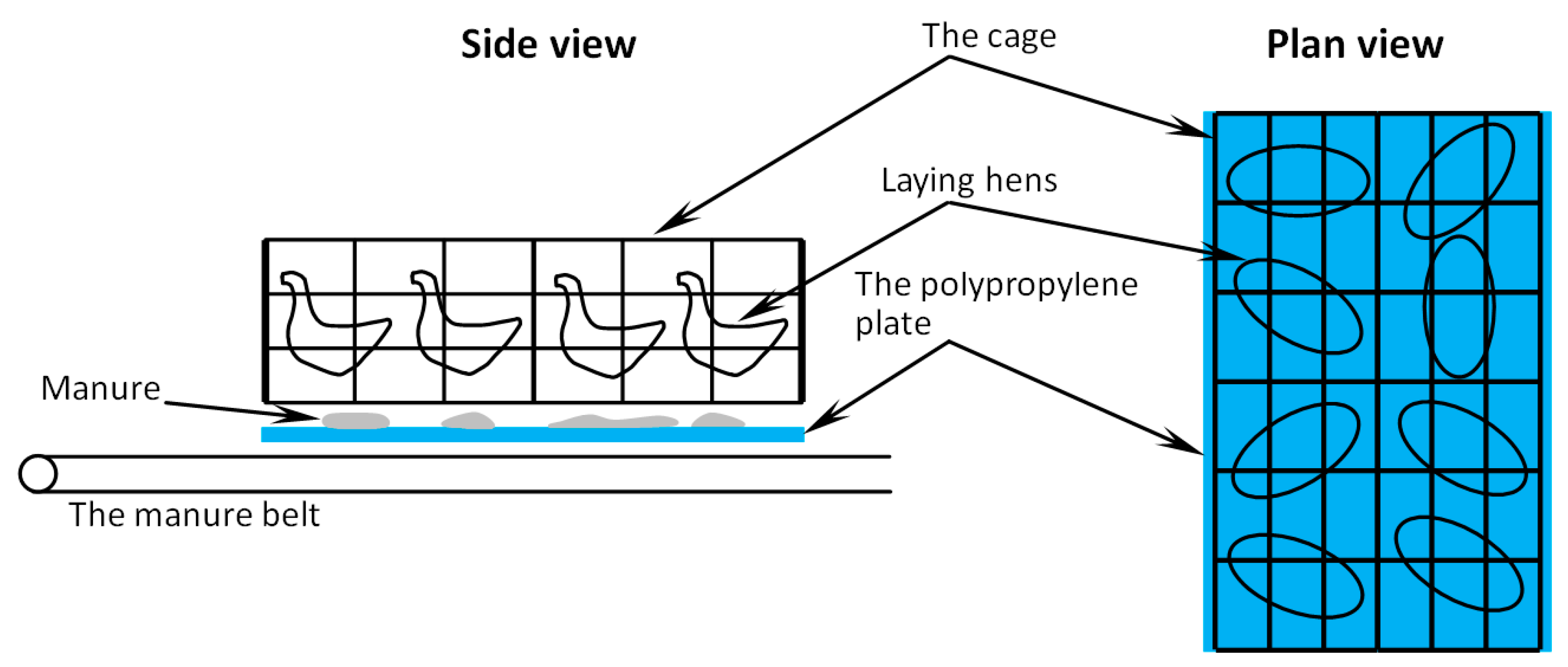 Animals 11 02433 g001
