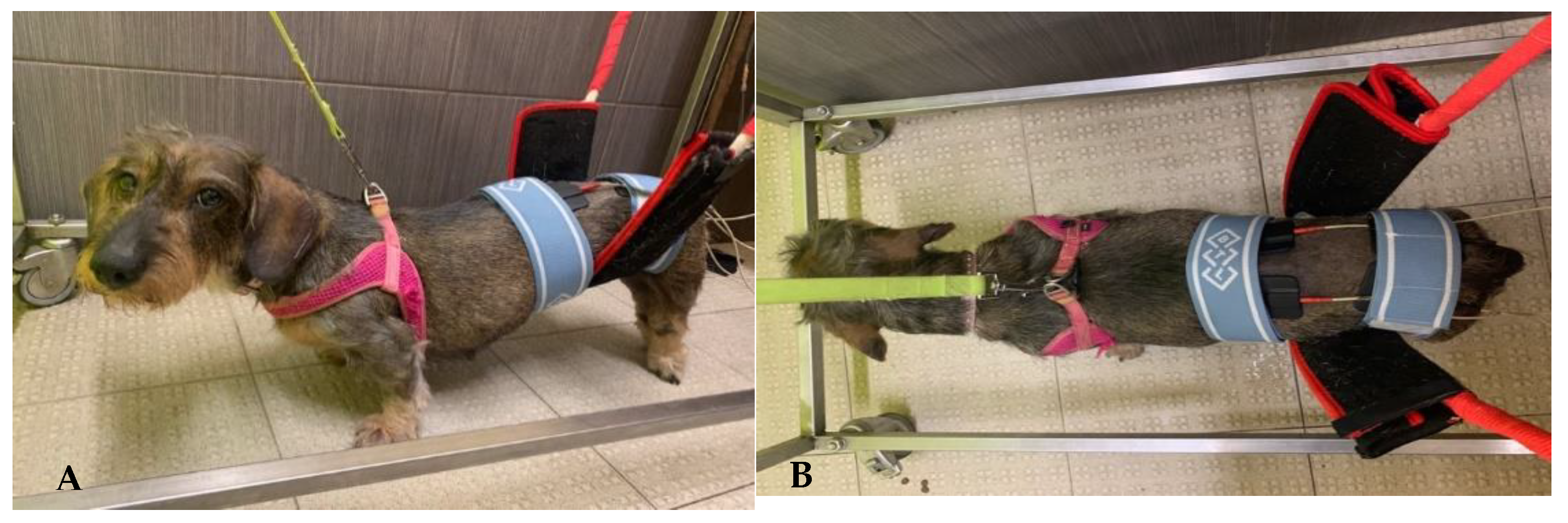 Animals 11 02442 g002