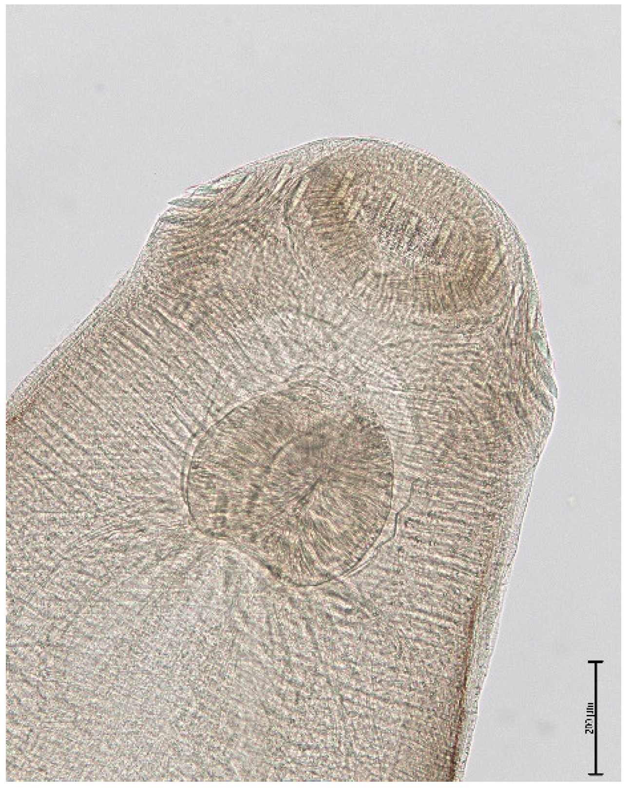 Animals 11 02444 g002