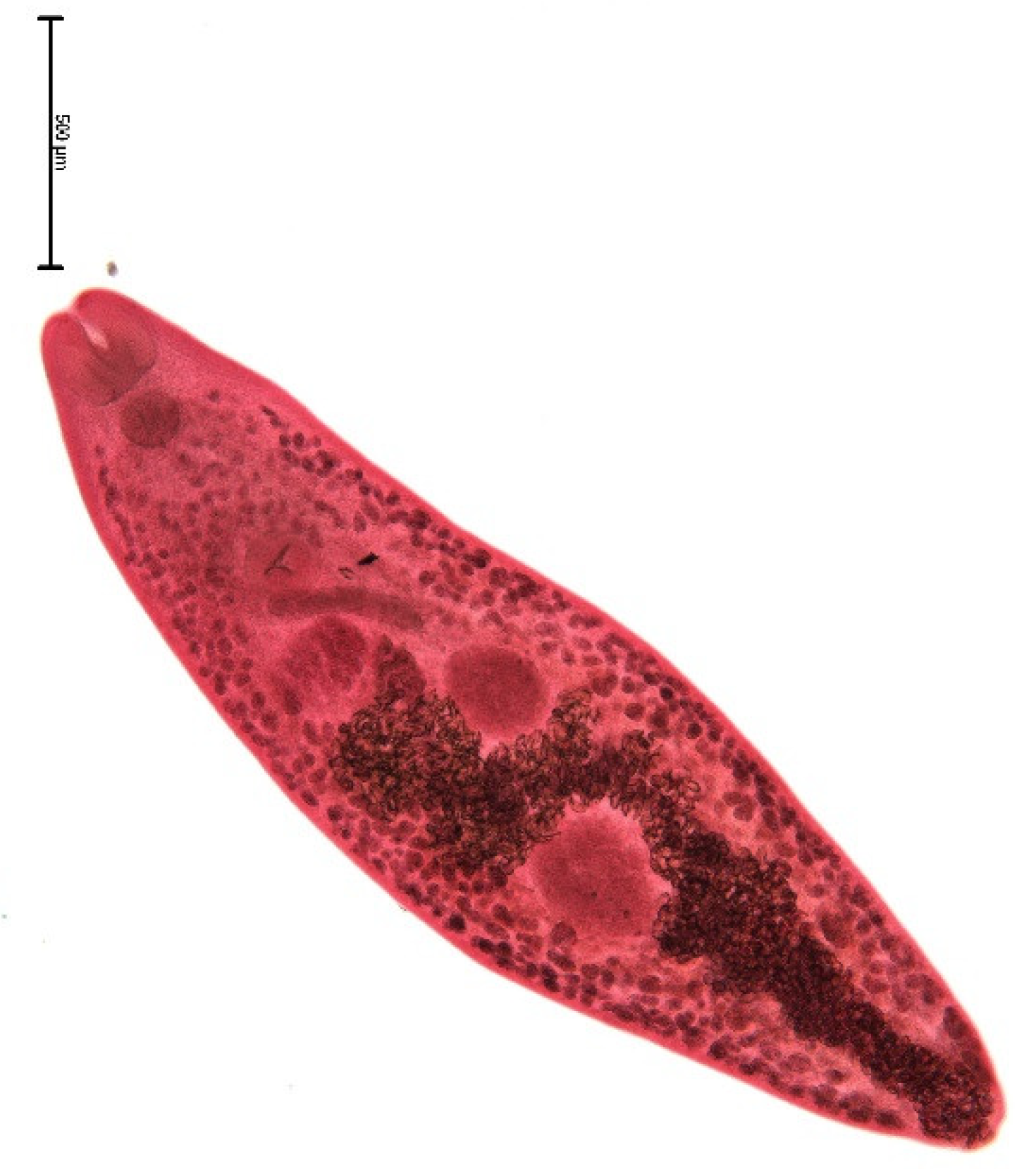 Animals 11 02444 g003