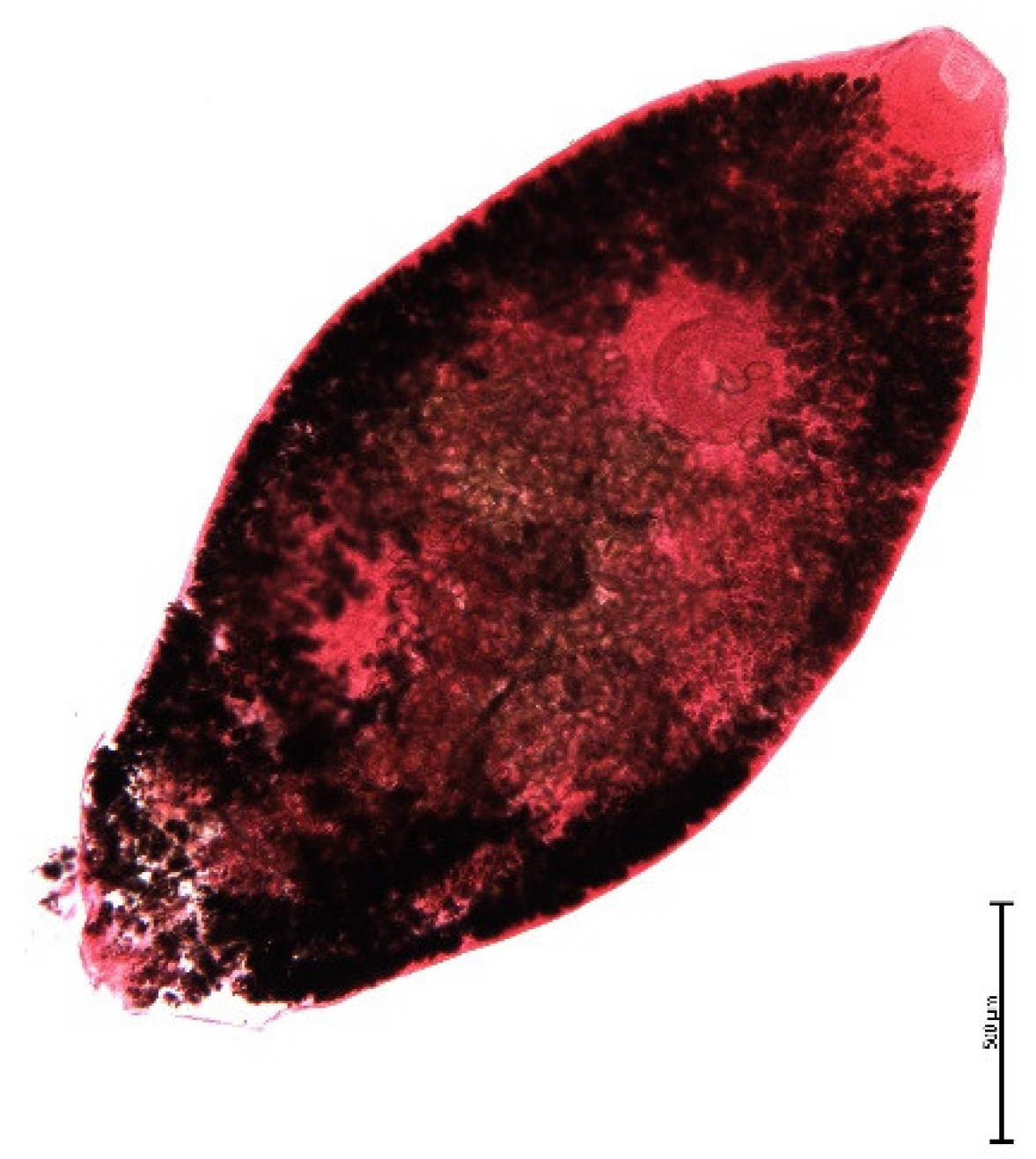 Animals 11 02444 g004