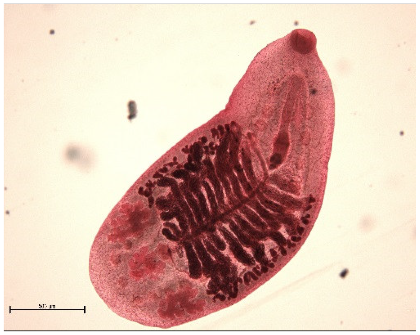 Animals 11 02444 g005