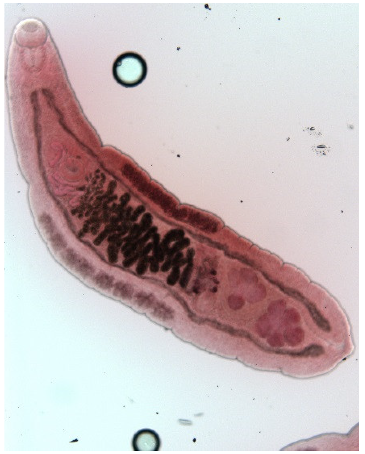 Animals 11 02444 g007