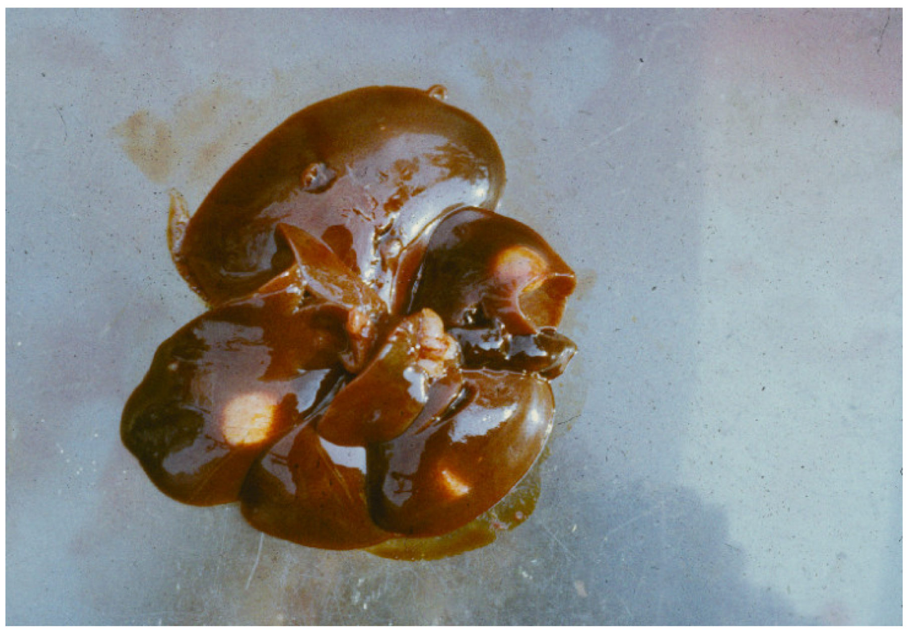 Animals 11 02444 g008