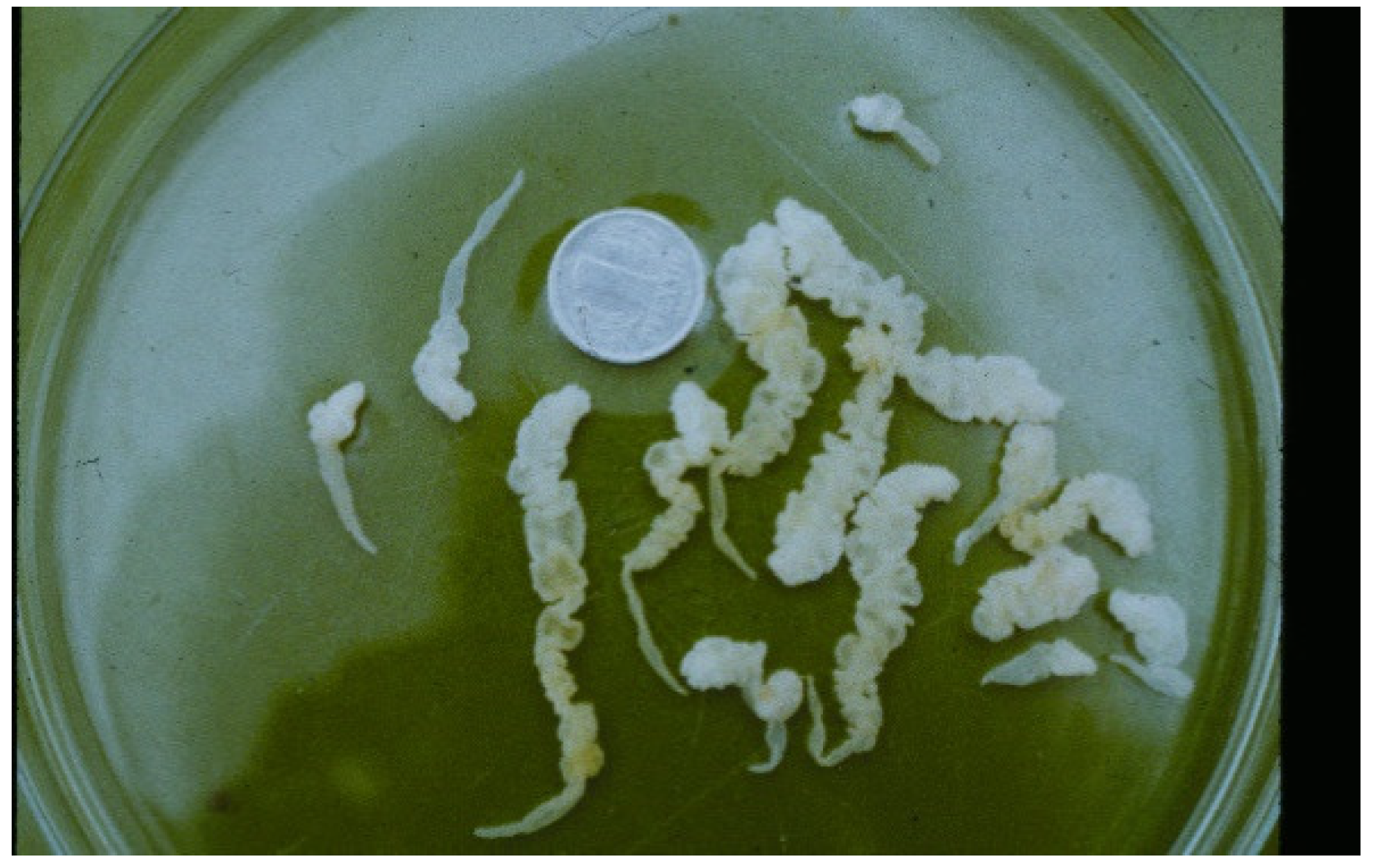 Animals 11 02444 g010