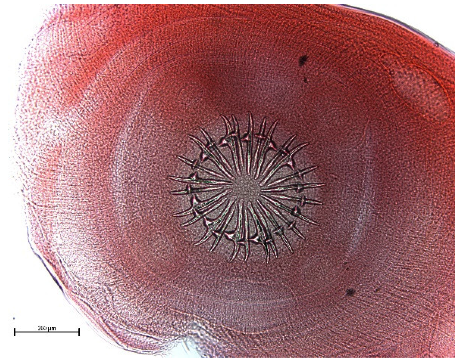 Animals 11 02444 g011