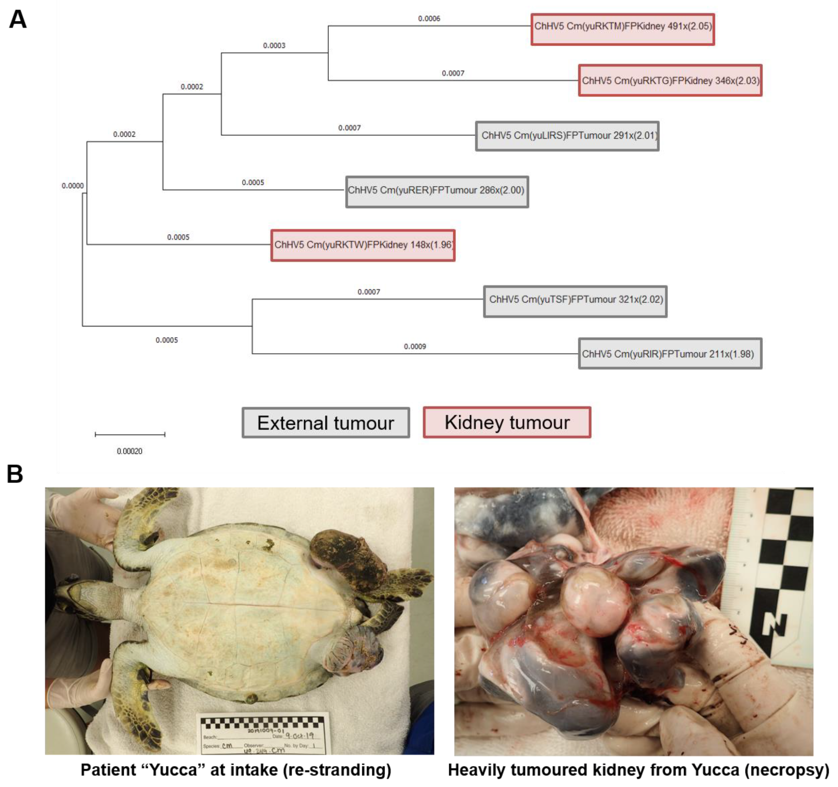 Animals 11 02489 g004