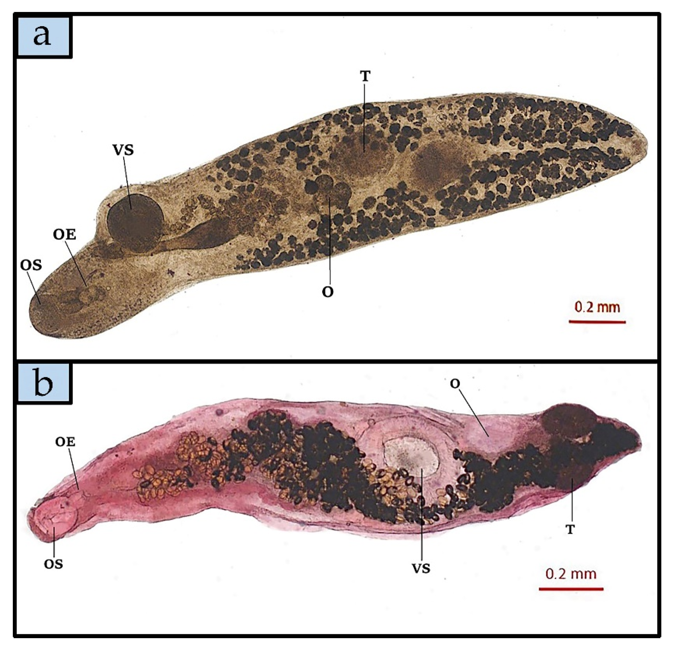 Animals 11 02523 g004