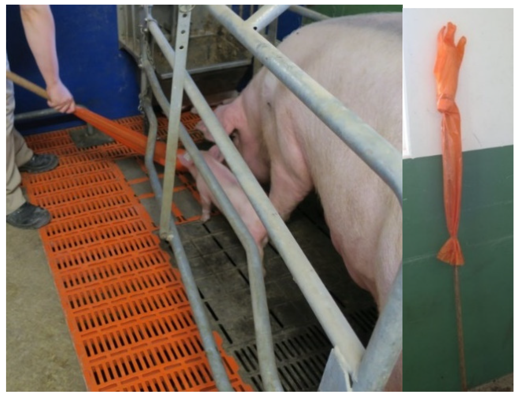 Animals 11 02547 g002