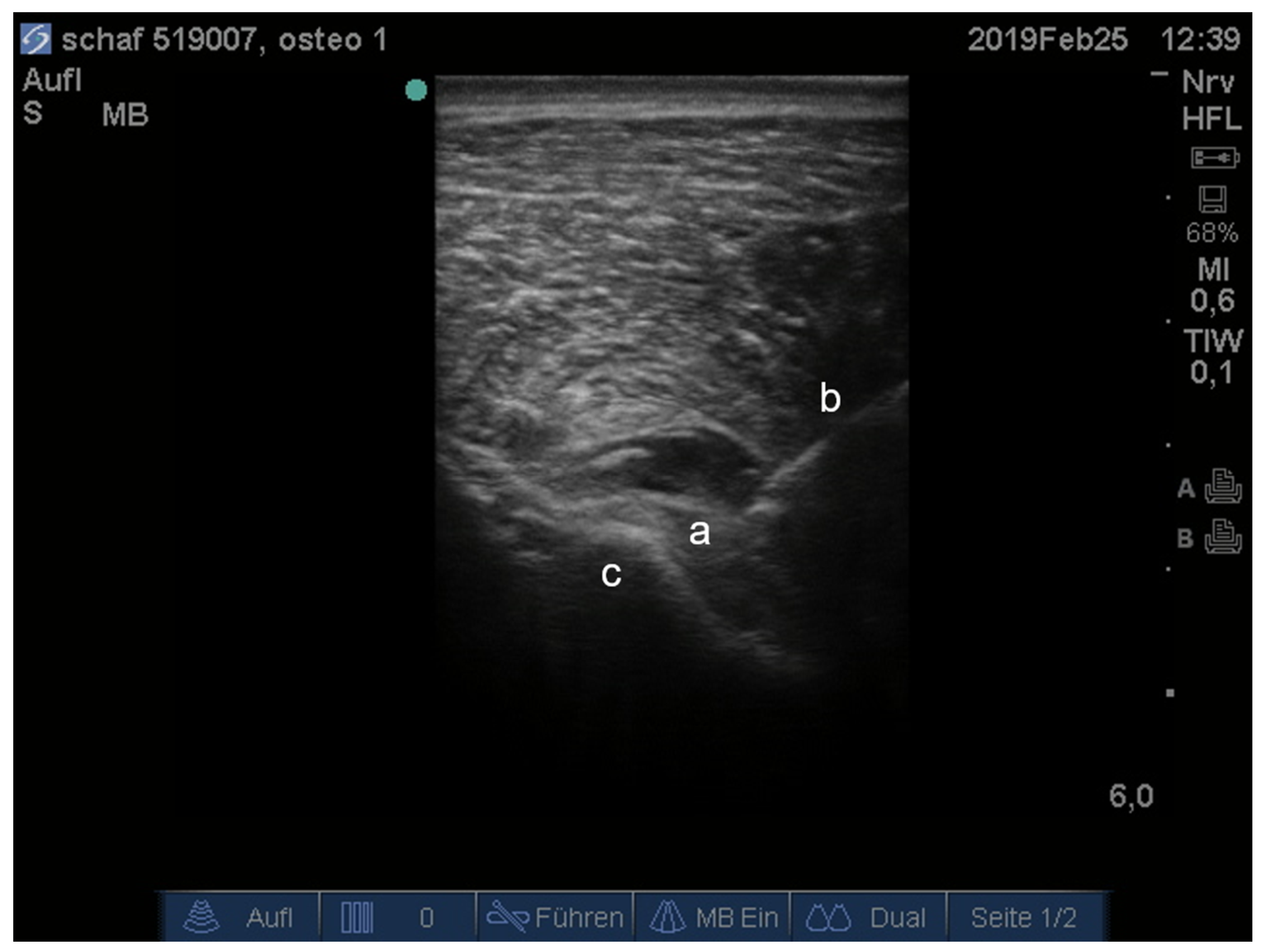 Animals 11 02567 g001