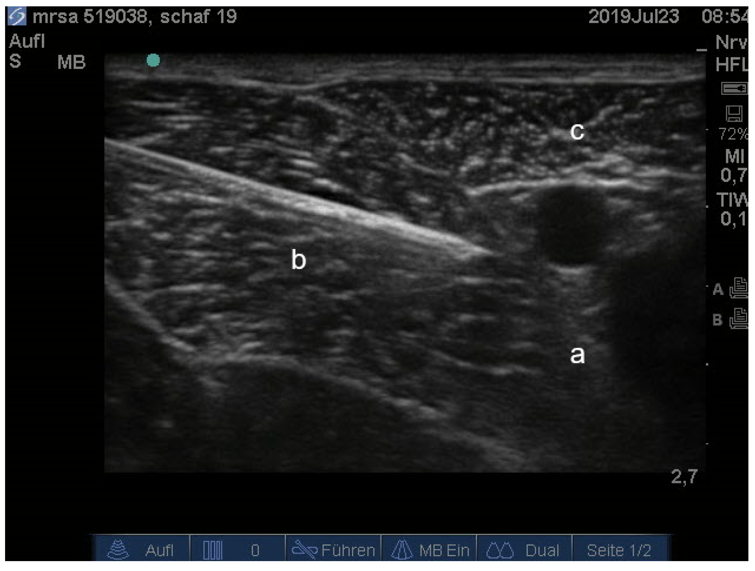 Animals 11 02567 g002