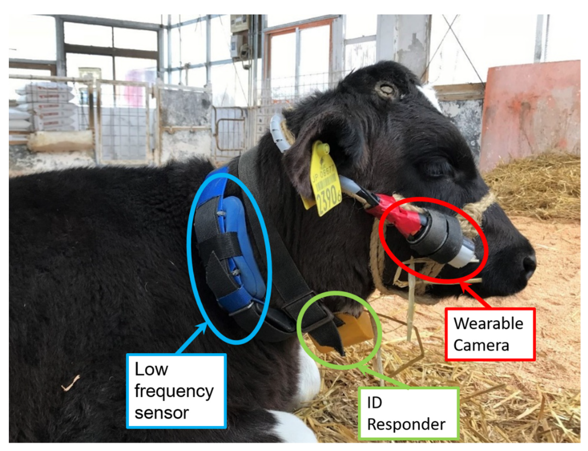 Animals 11 02622 g002