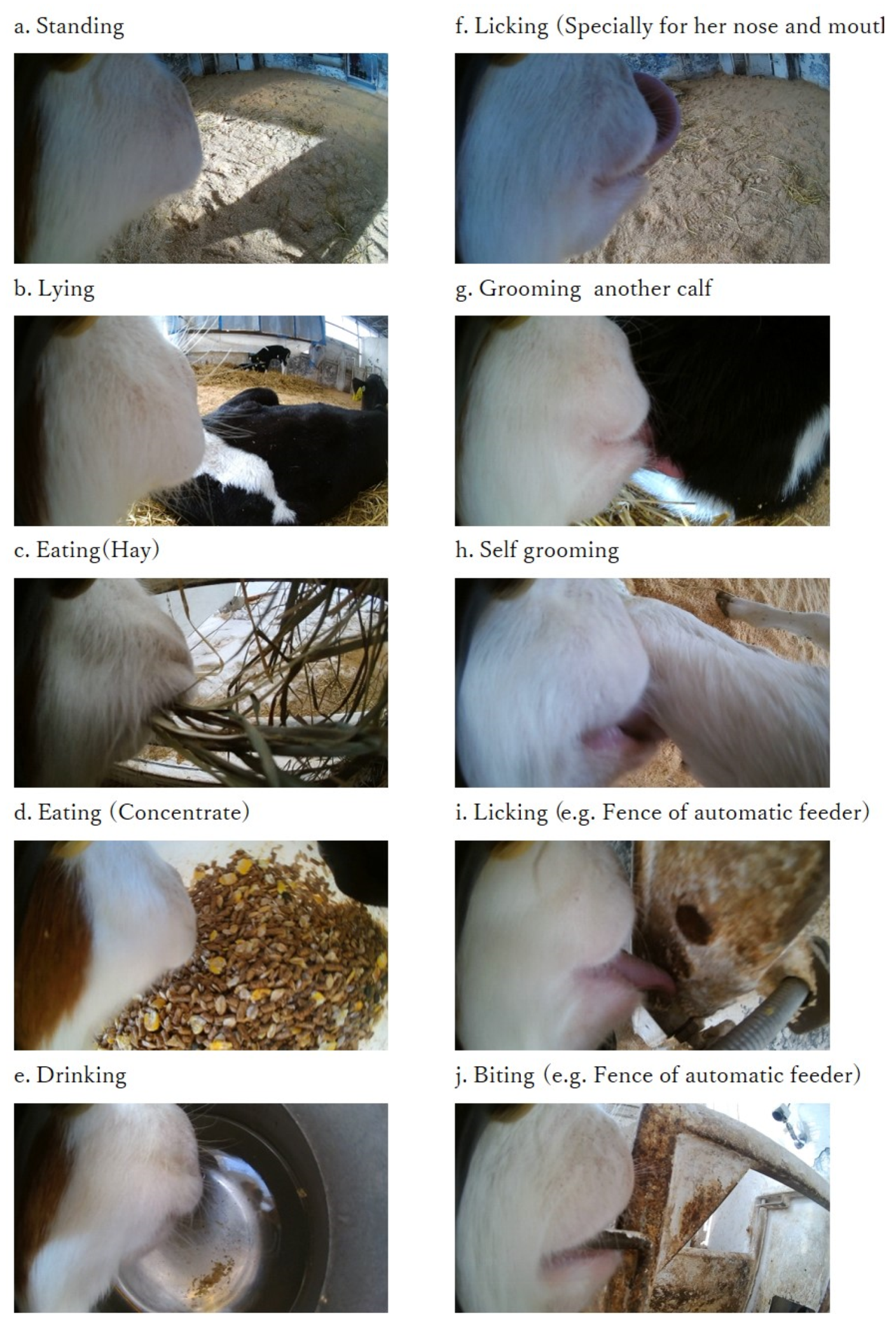 Animals 11 02622 g003