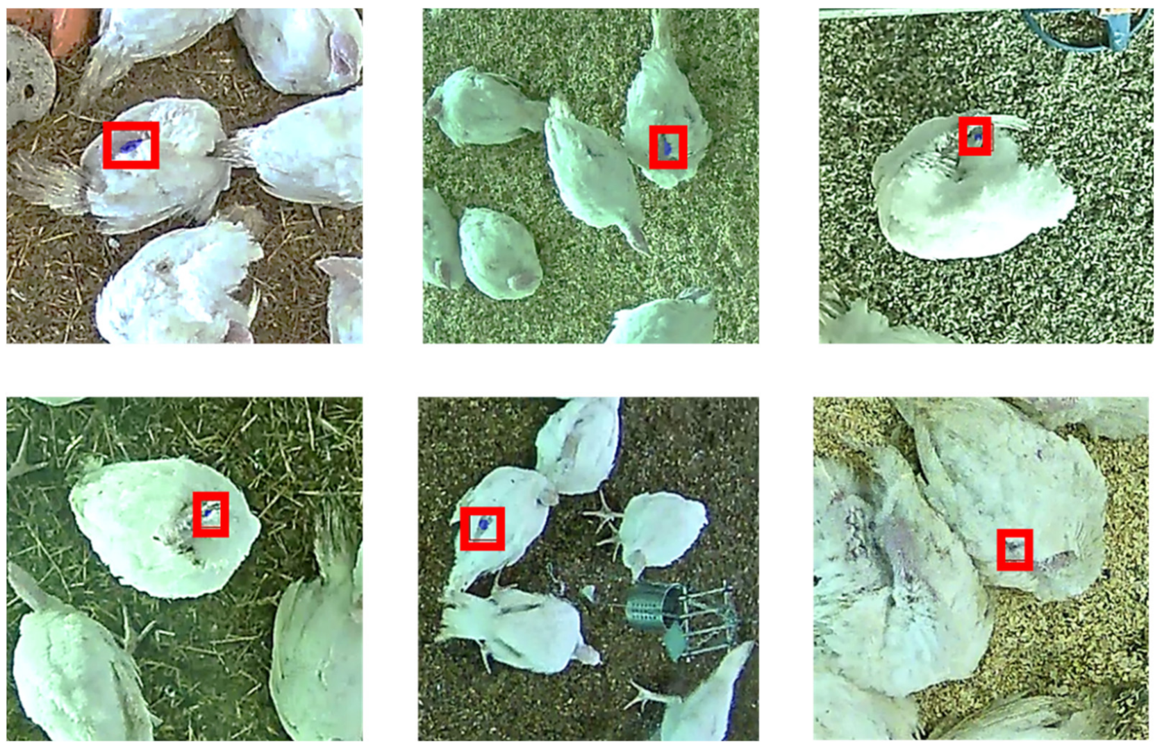 Animals 11 02655 g003