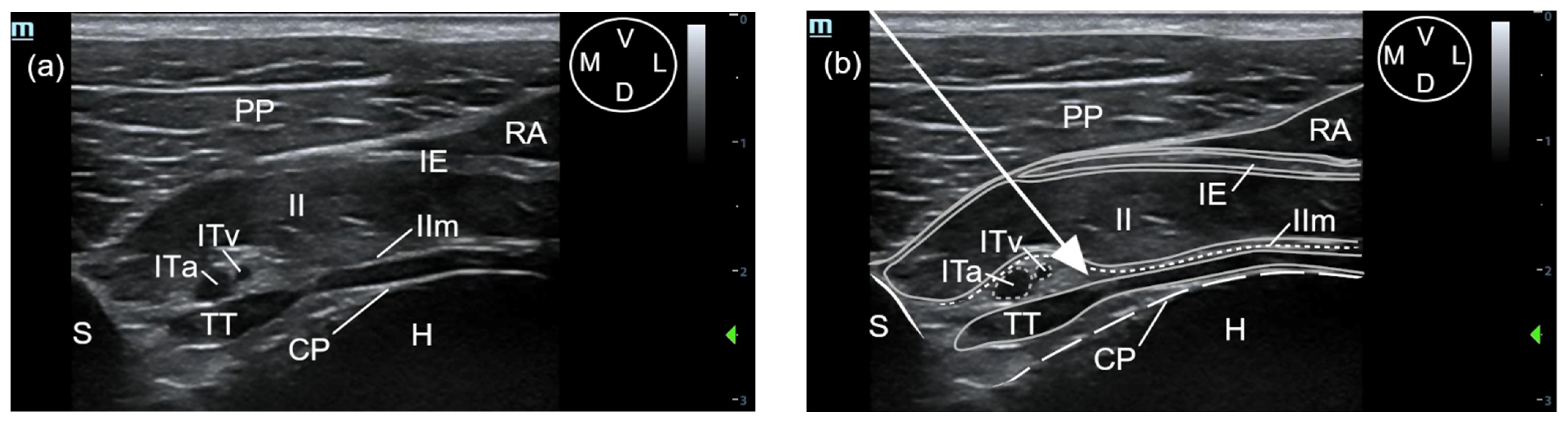 Animals 11 02657 g002