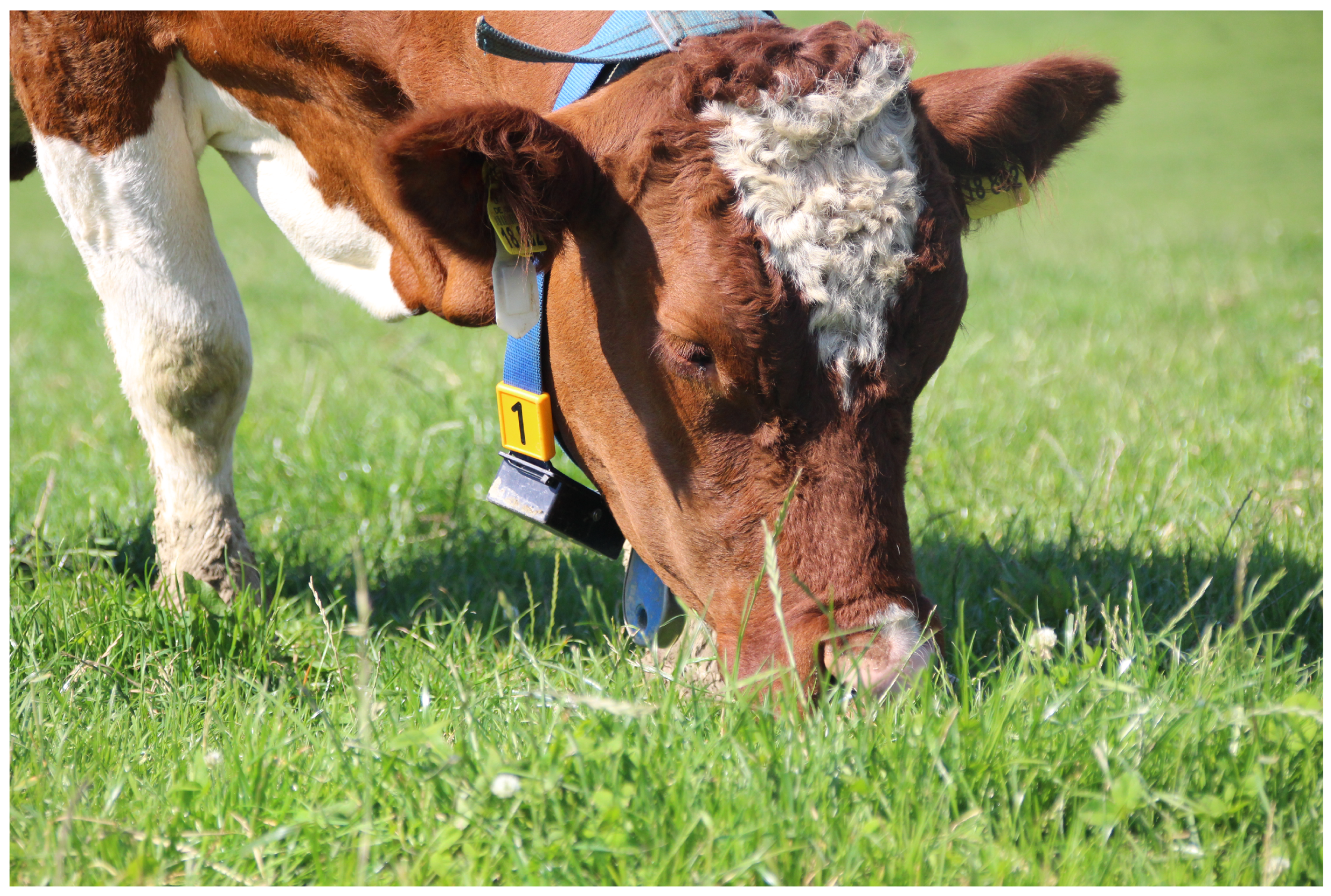 Animals 11 02660 g002