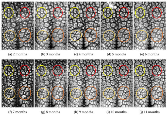 Animals 11 02664 g0a10 550