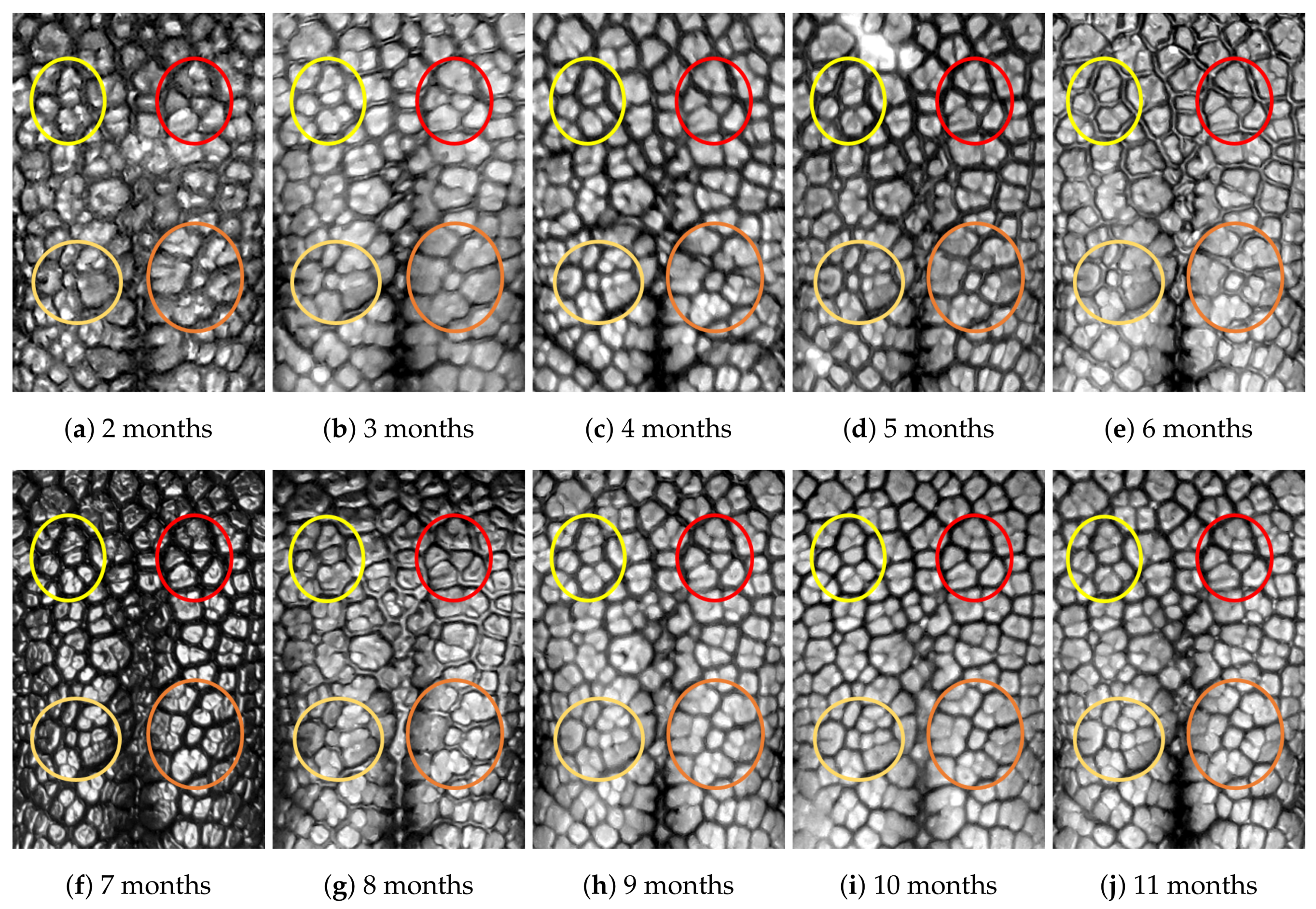 Animals 11 02664 g0a10