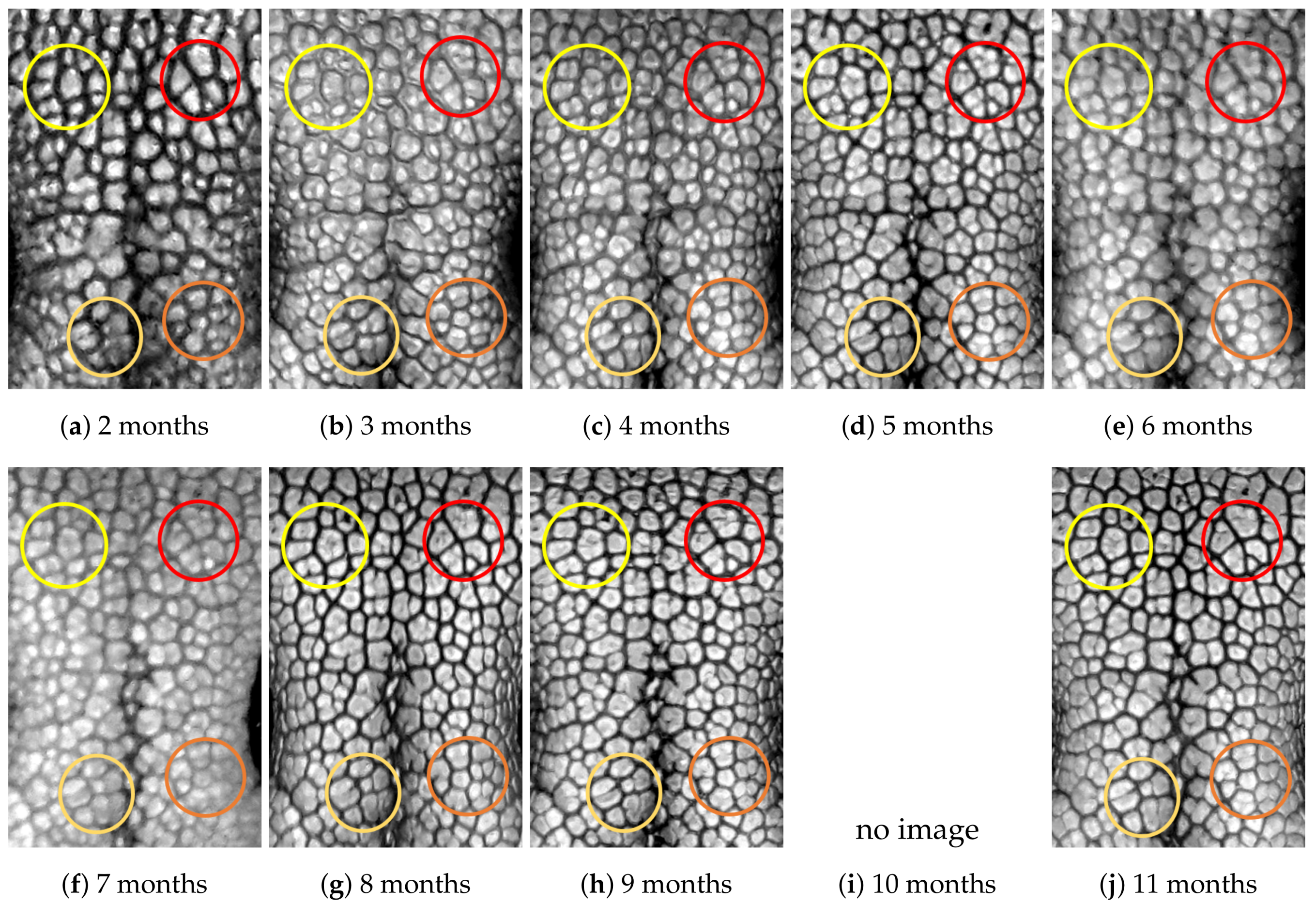 Animals 11 02664 g0a11