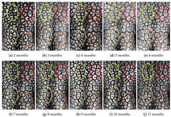 Animals 11 02664 g0a2 550