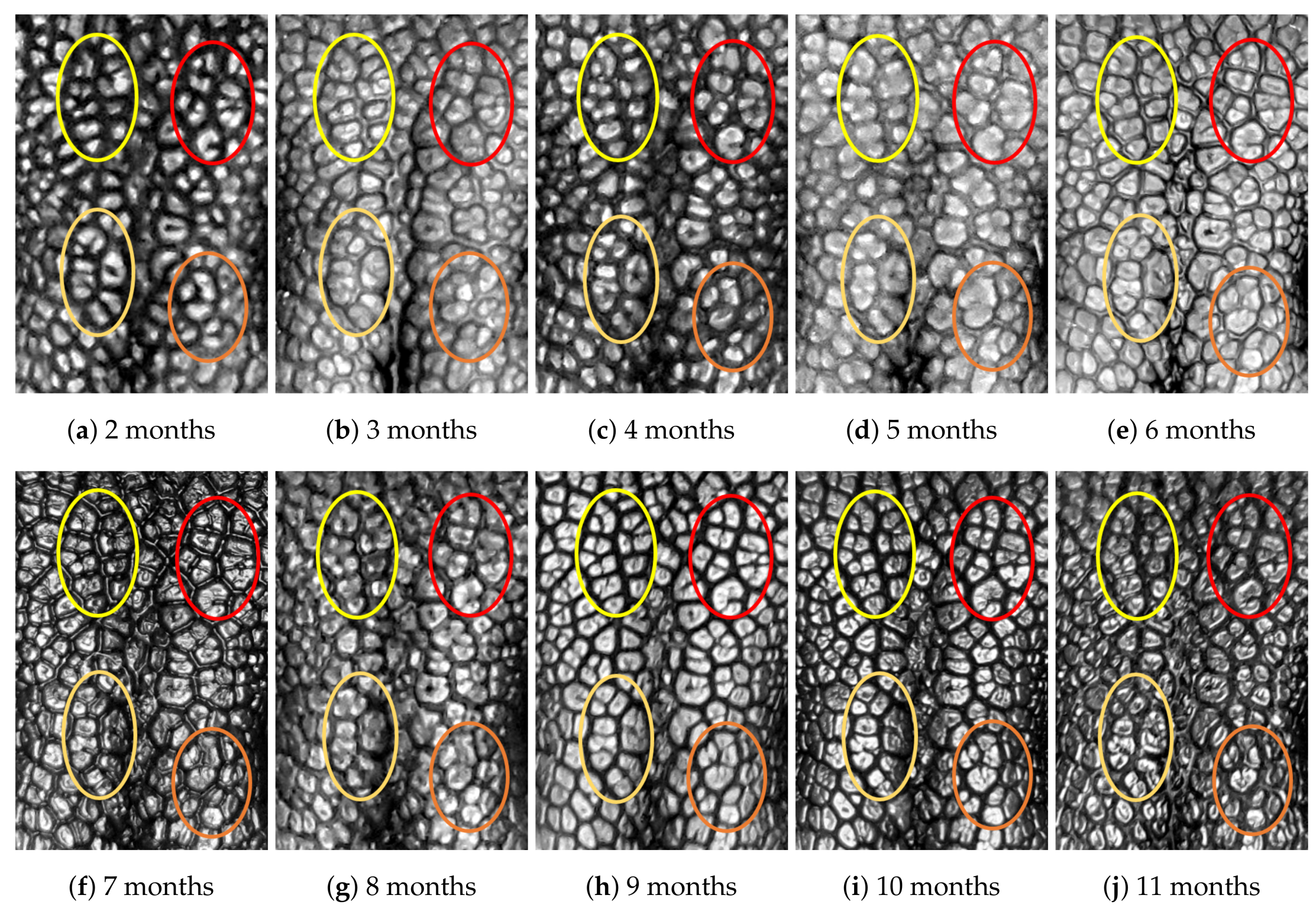 Animals 11 02664 g0a2